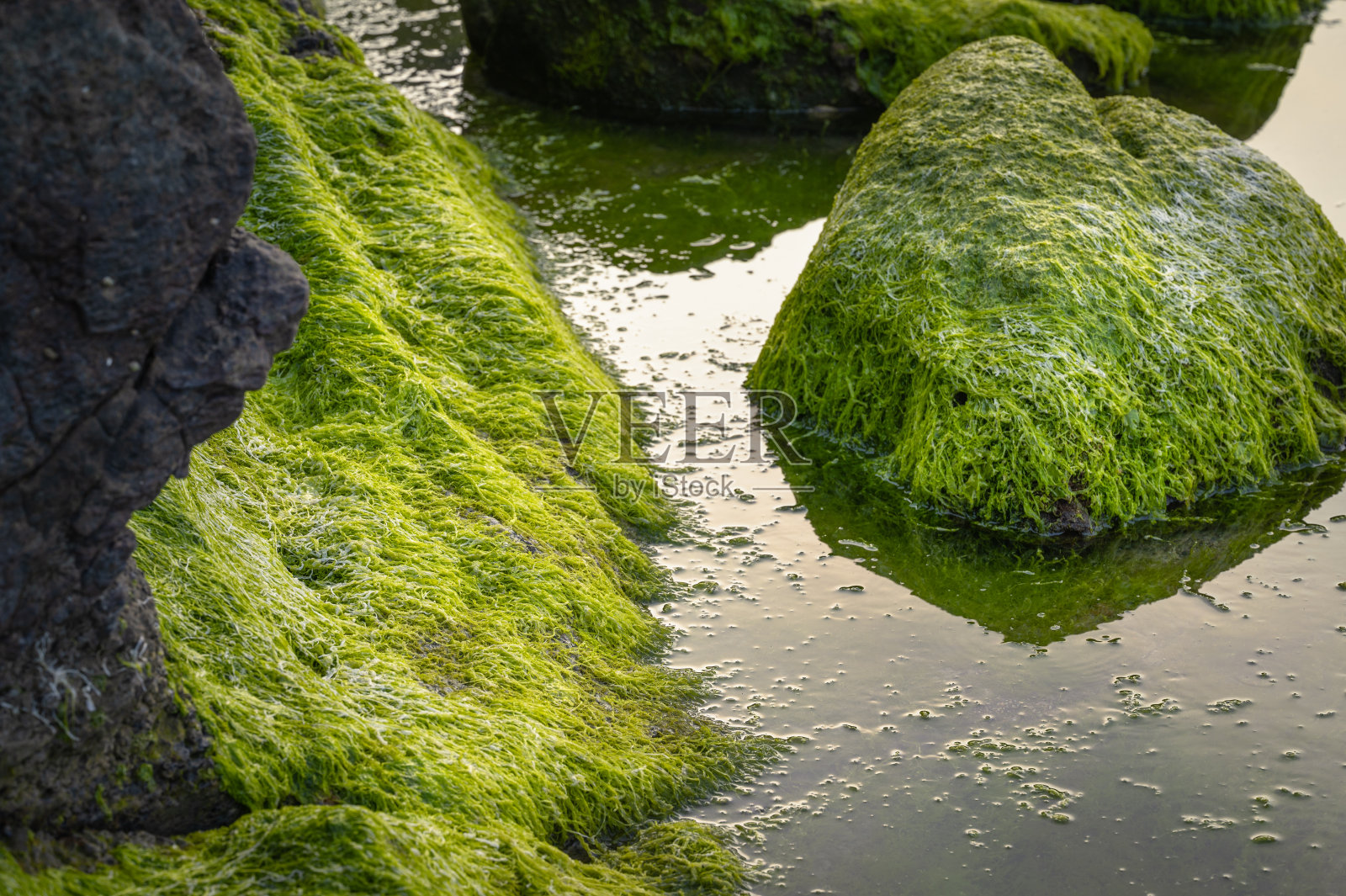 台湾基隆市海岸线附近早春生长的海藻近照。照片摄影图片