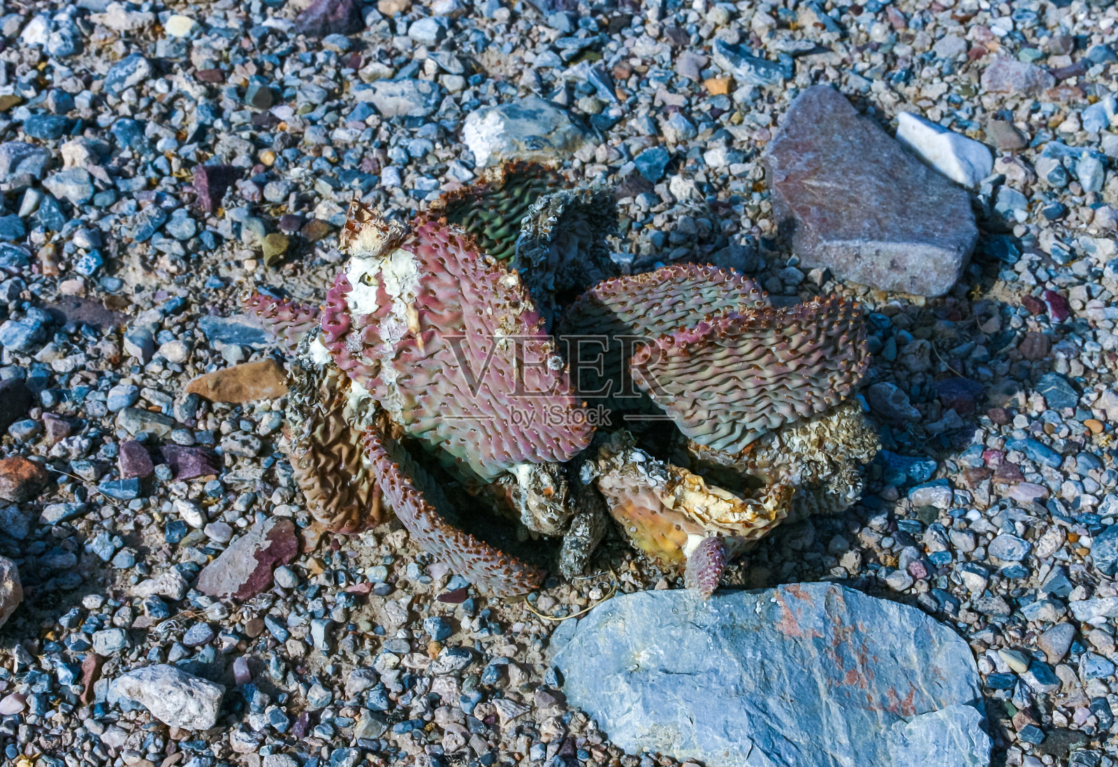 脱水海狸尾仙人掌(Opuntia basilaris)，刺梨仙人掌，美国加州照片摄影图片