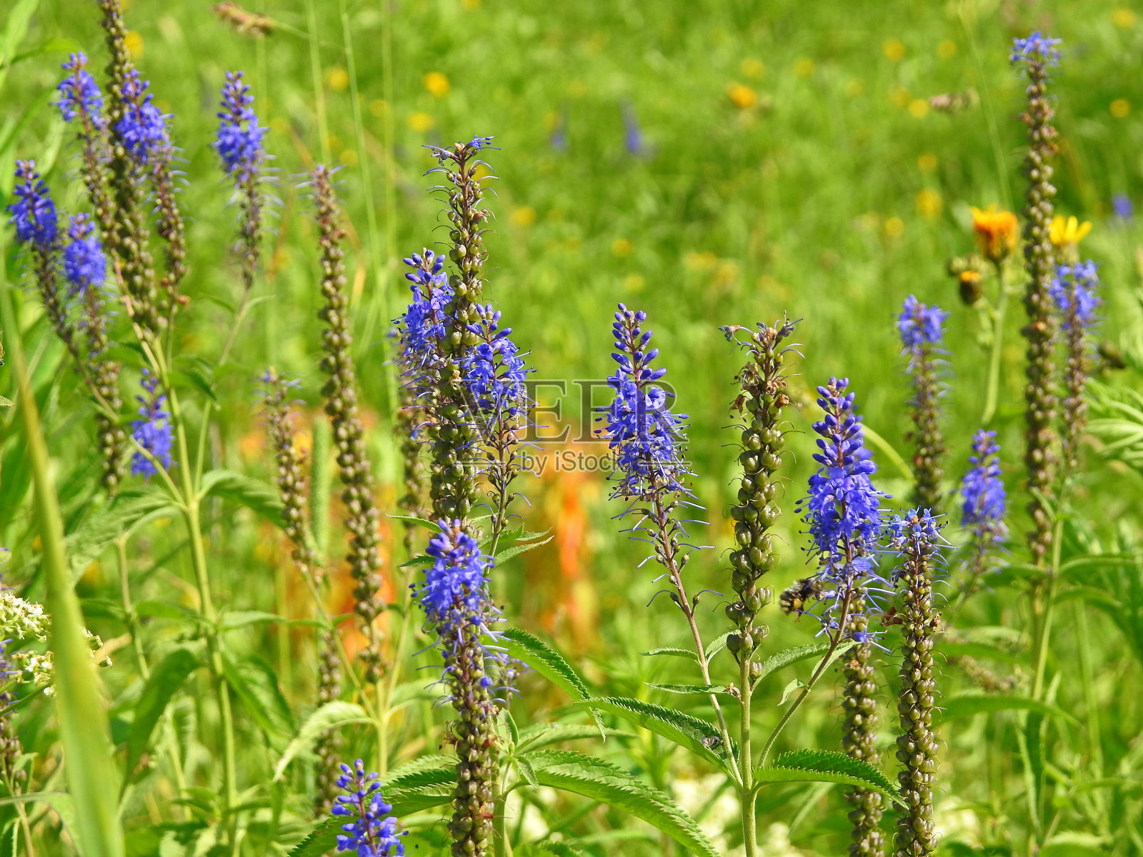 蓝色的花照片摄影图片
