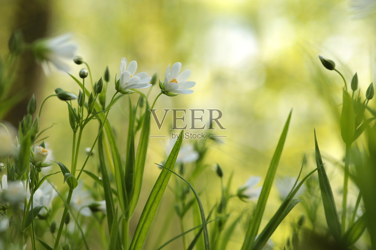 龙葵属-龙葵照片摄影图片