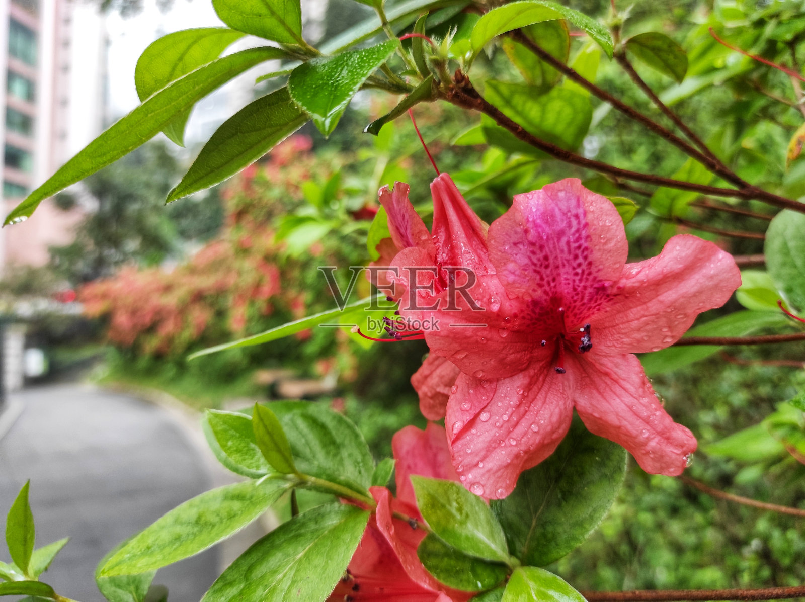 杜鹃属或杜鹃花照片摄影图片