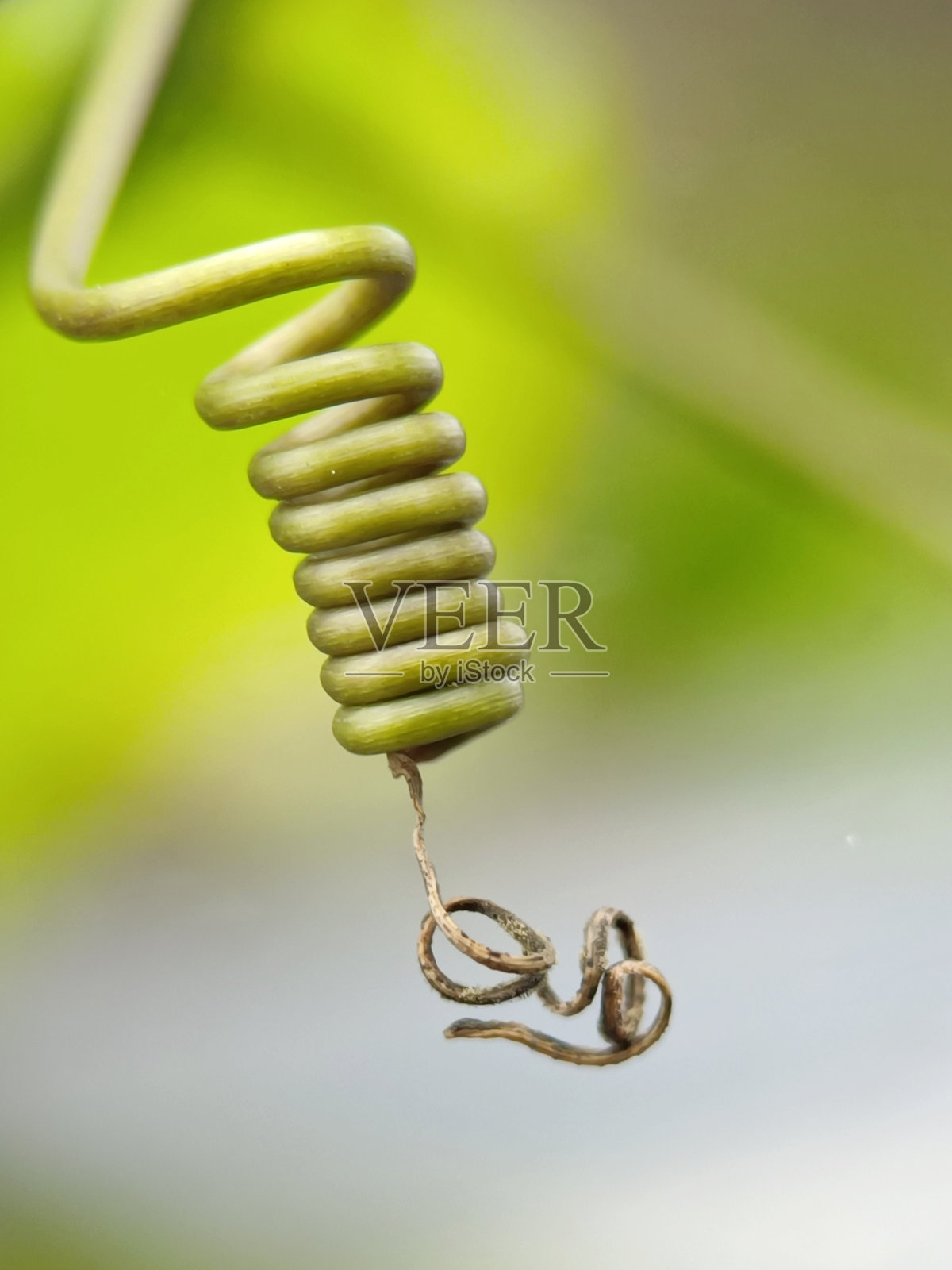 花园中缠绕植物卷须的选择性焦点照片摄影图片