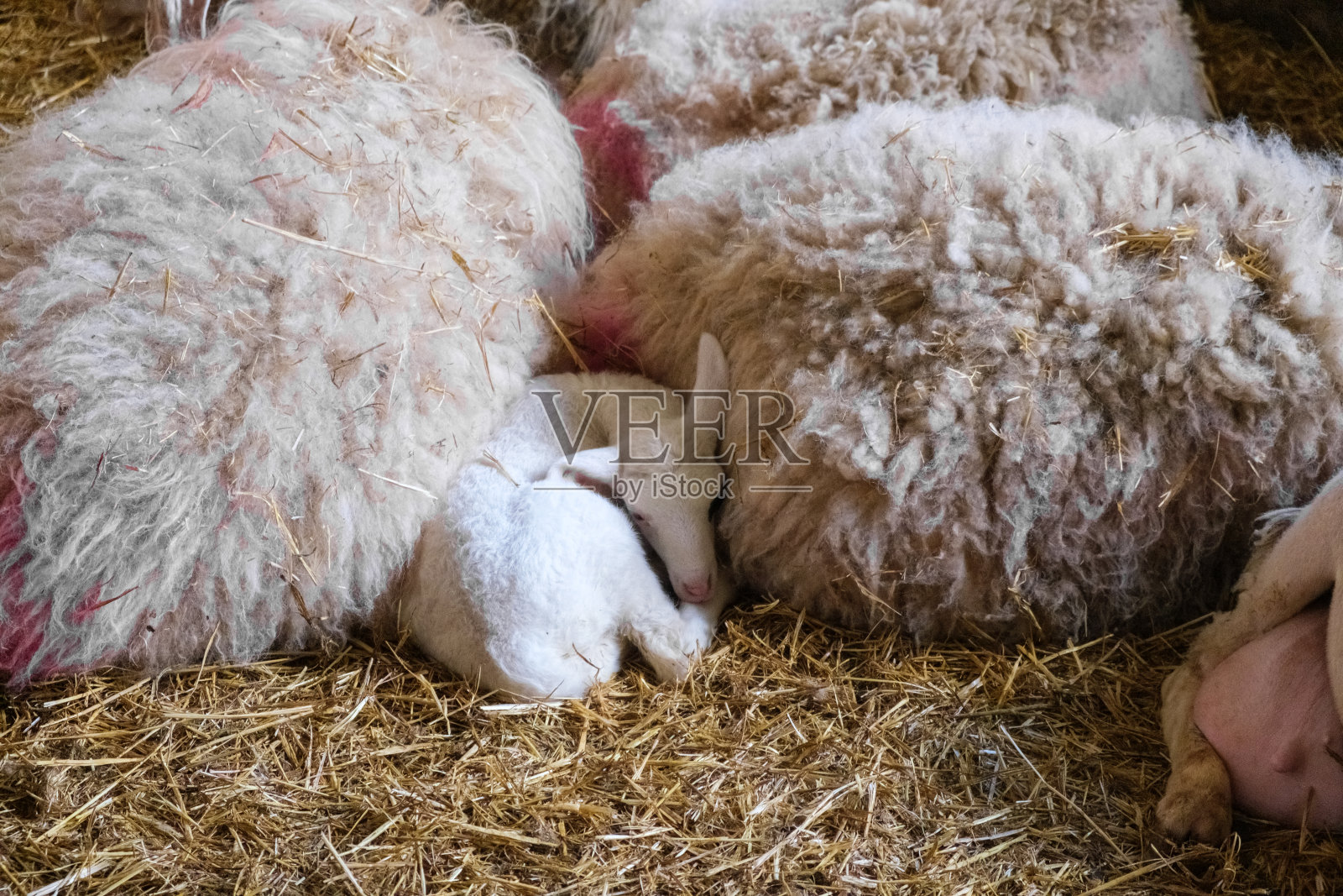 一群羊挨着躺在一堆干草上。他们很放松，很满足，享受着柔软的干草的舒适照片摄影图片