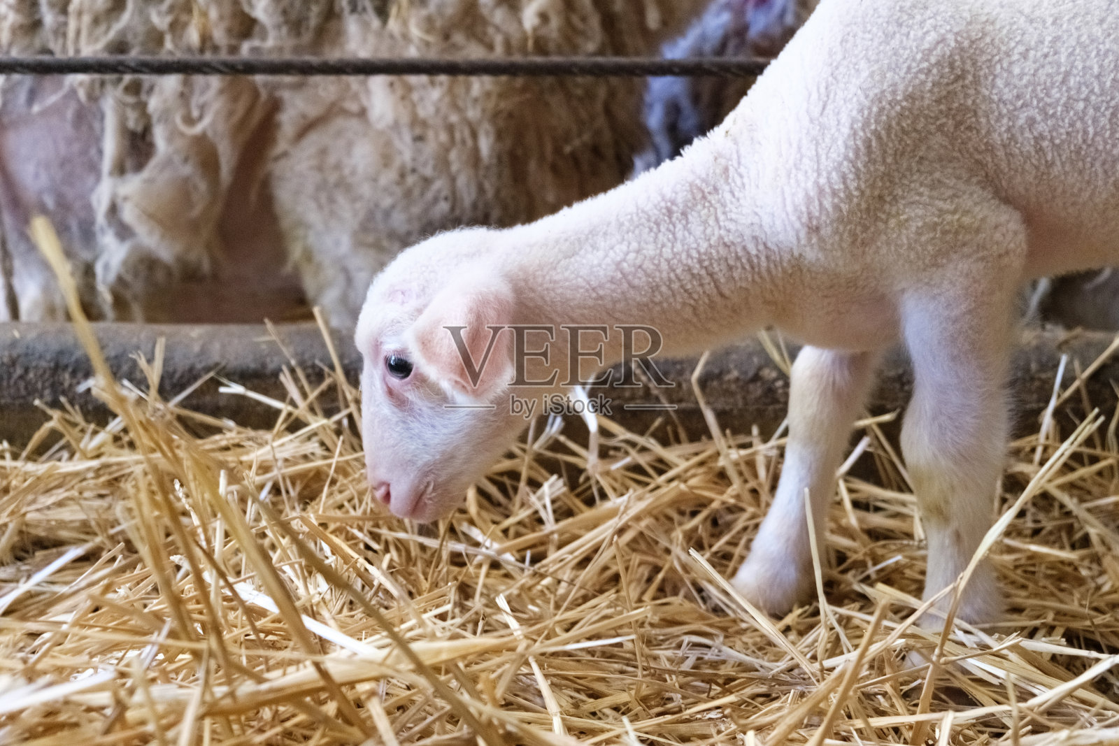 一只小绵羊自信地站在农场里的一大堆干草上。这只毛茸茸的动物似乎很好奇，精力充沛，在柔软的被褥上保持平衡。照片摄影图片