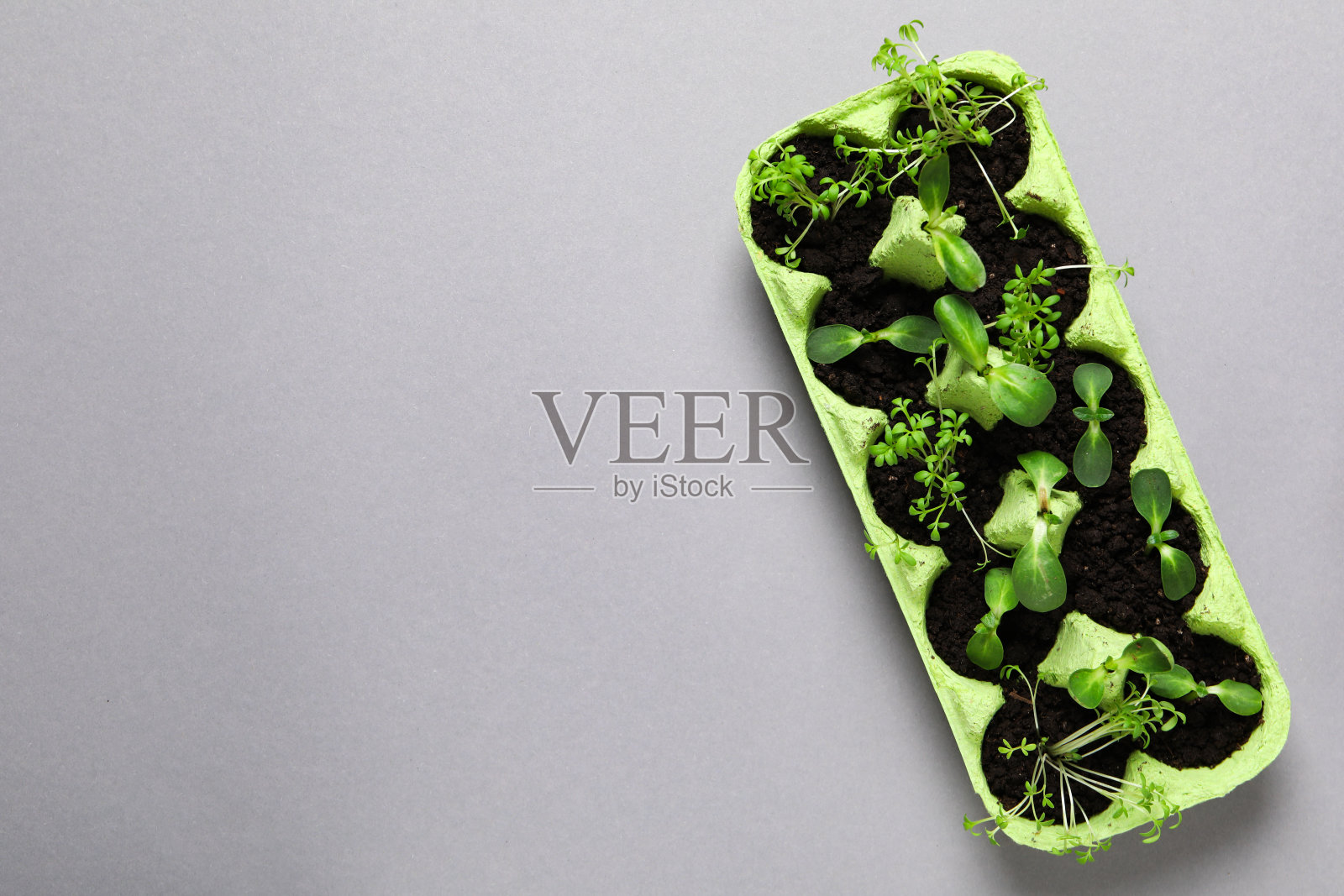 在蛋盒中种植植物，为文字留出空间照片摄影图片