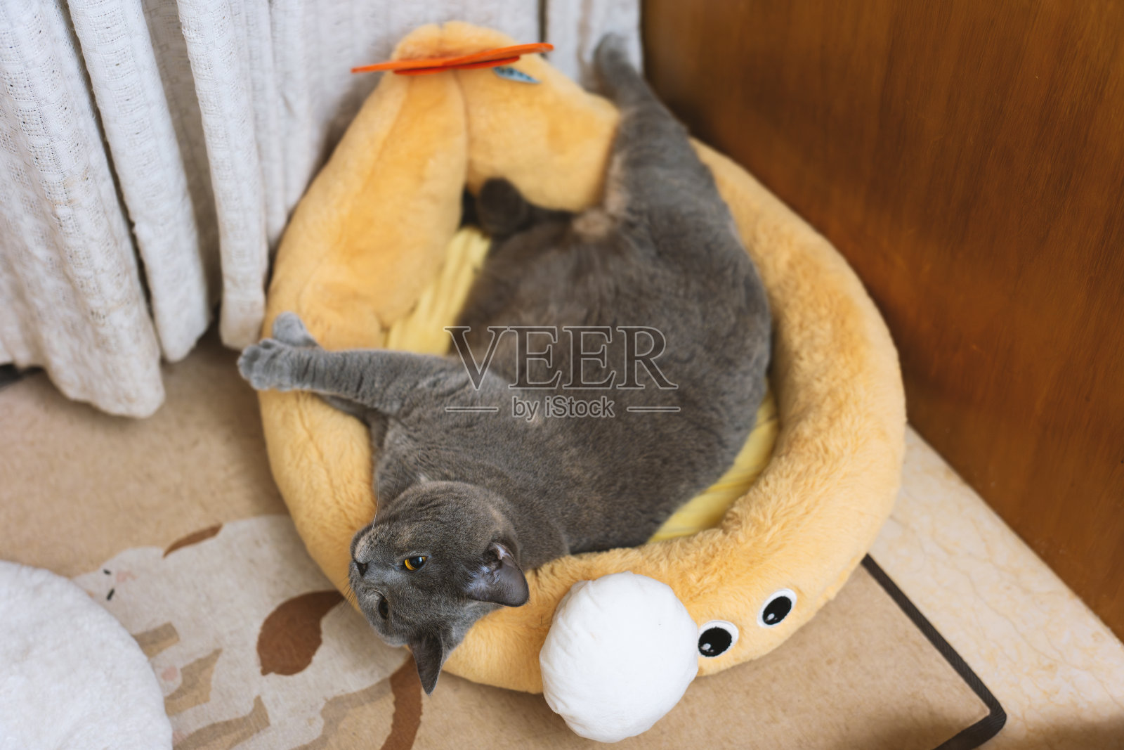 这只可爱的、胖乎乎的、蓝灰色的英国短毛猫躺在床上睡觉。冬天感觉冷的时候，它甚至会用毯子盖住自己，以免感冒。它真的很聪明，能照顾好自己。它沉睡的样子照片摄影图片