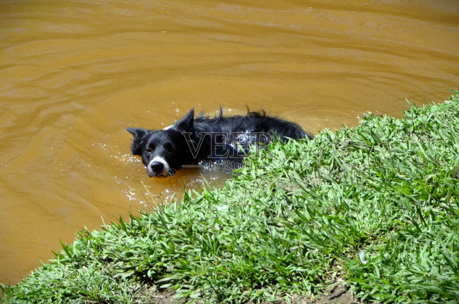 一只边境牧羊犬在湖中游泳照片摄影图片