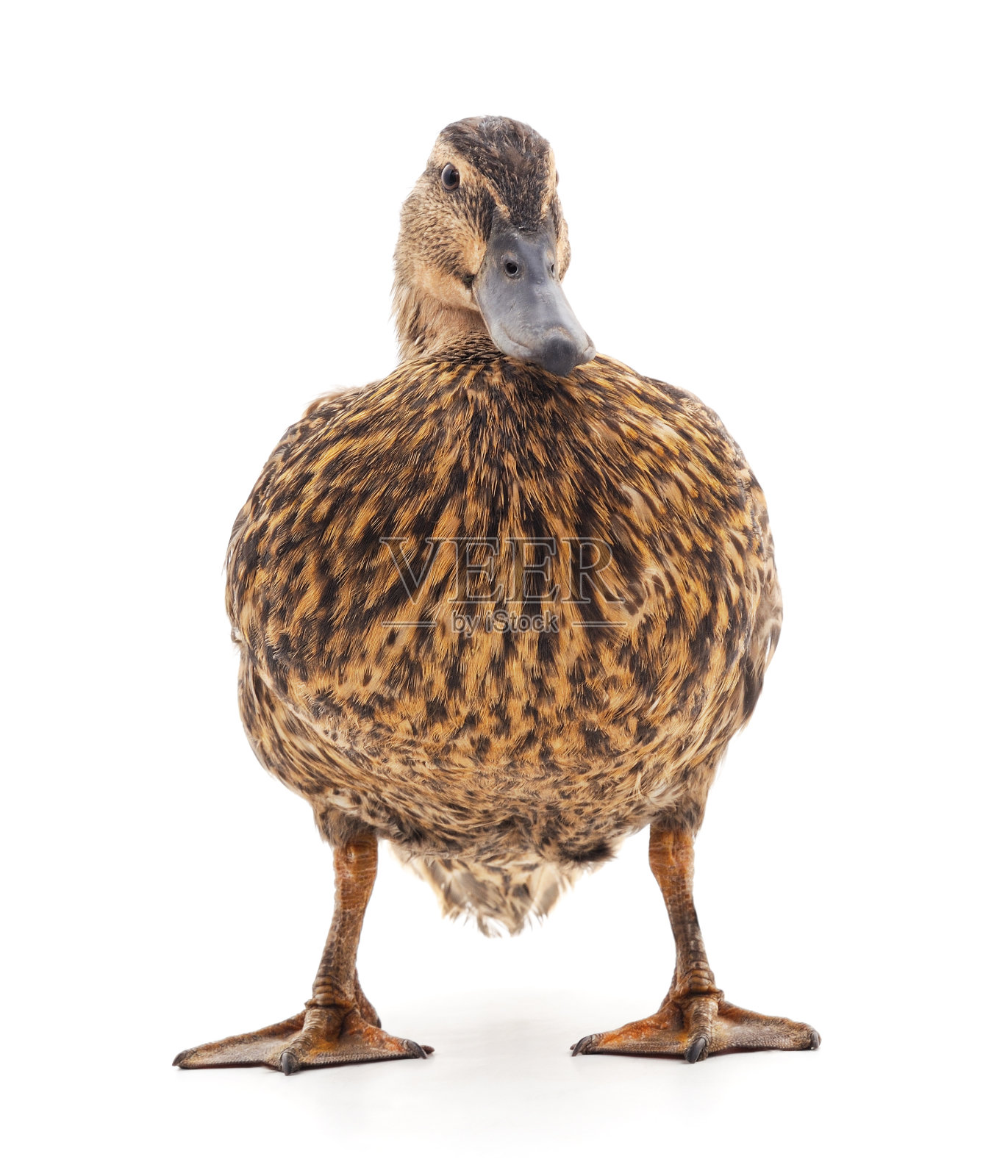 一只野鸭。照片摄影图片