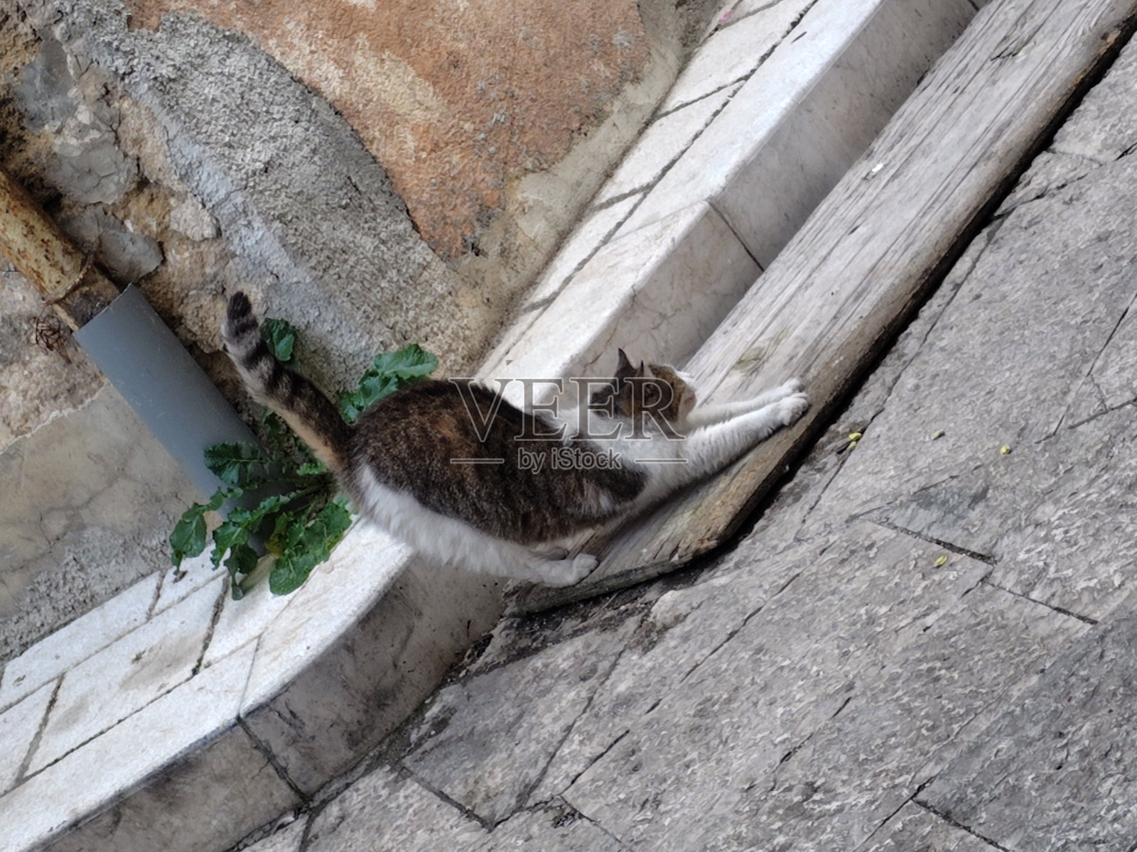 意大利的流浪猫照片摄影图片