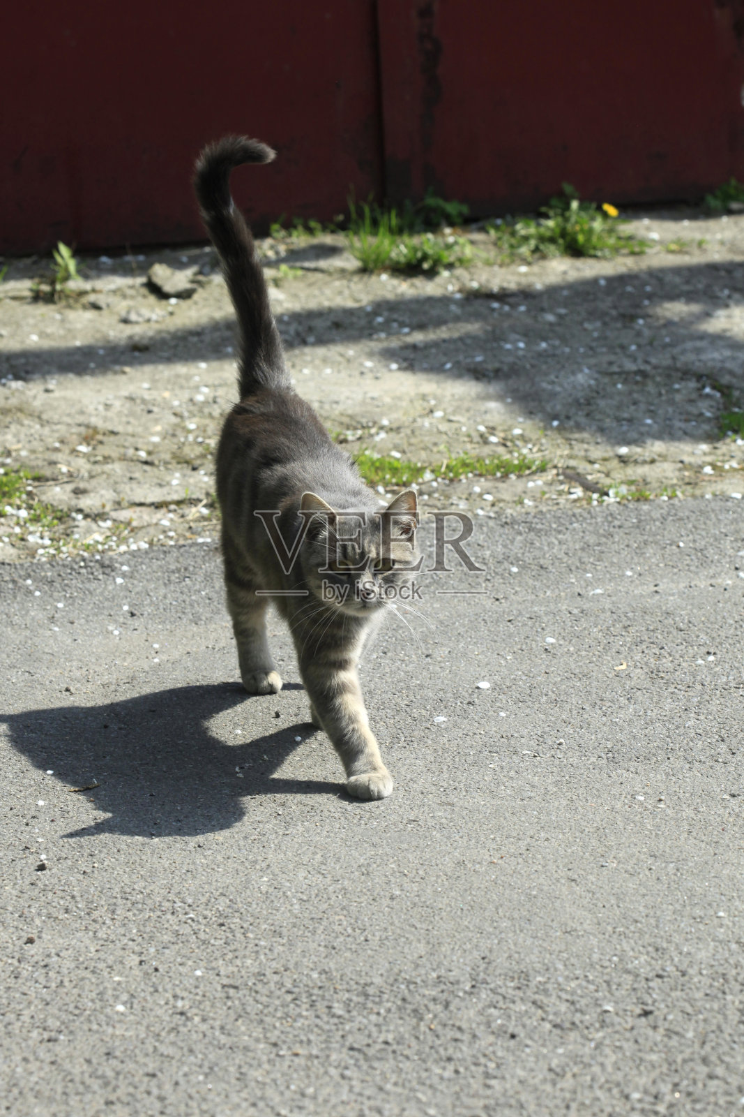 可爱的街头猫的肖像照片摄影图片
