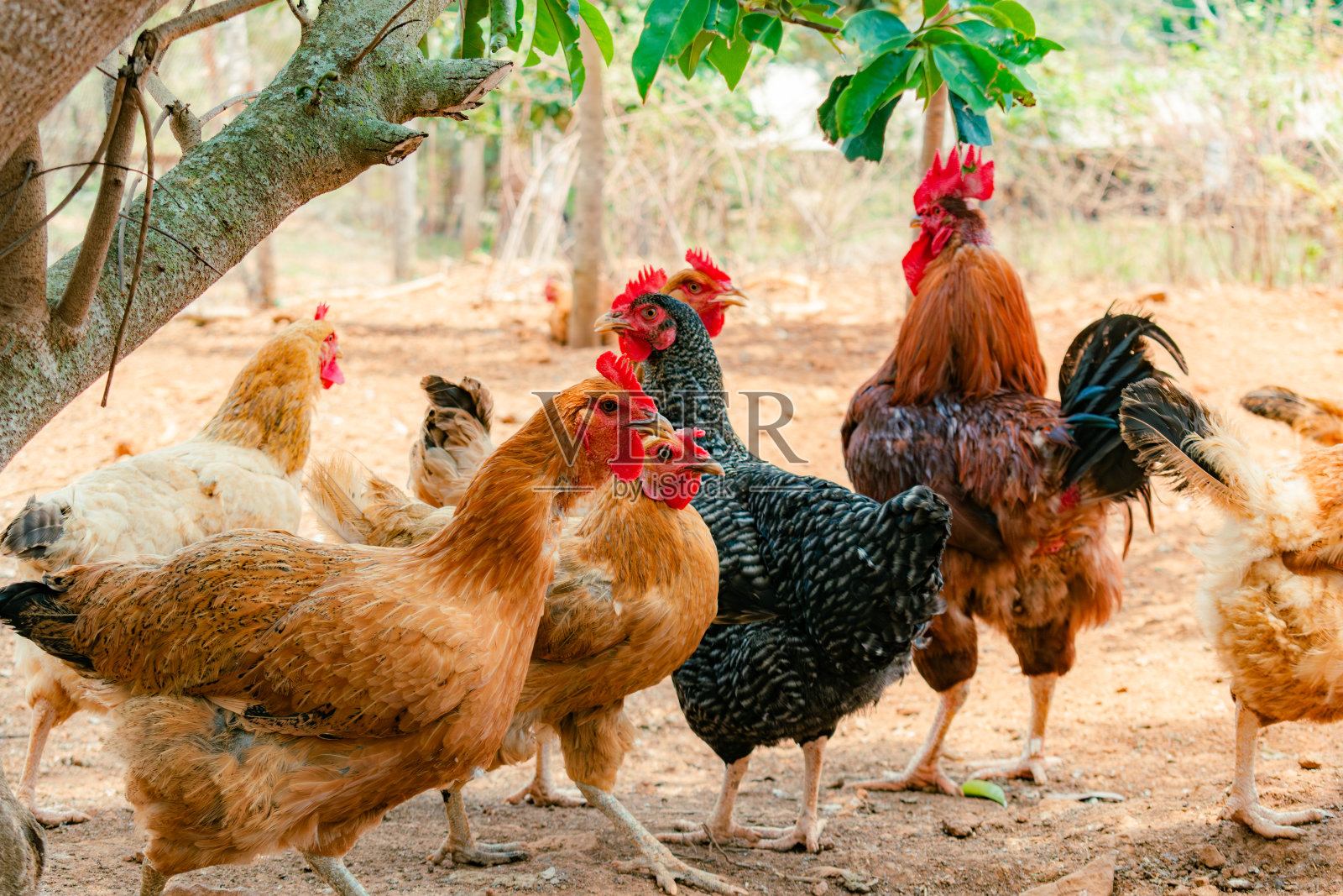 克里奥尔鸡挨着公鸡照片摄影图片