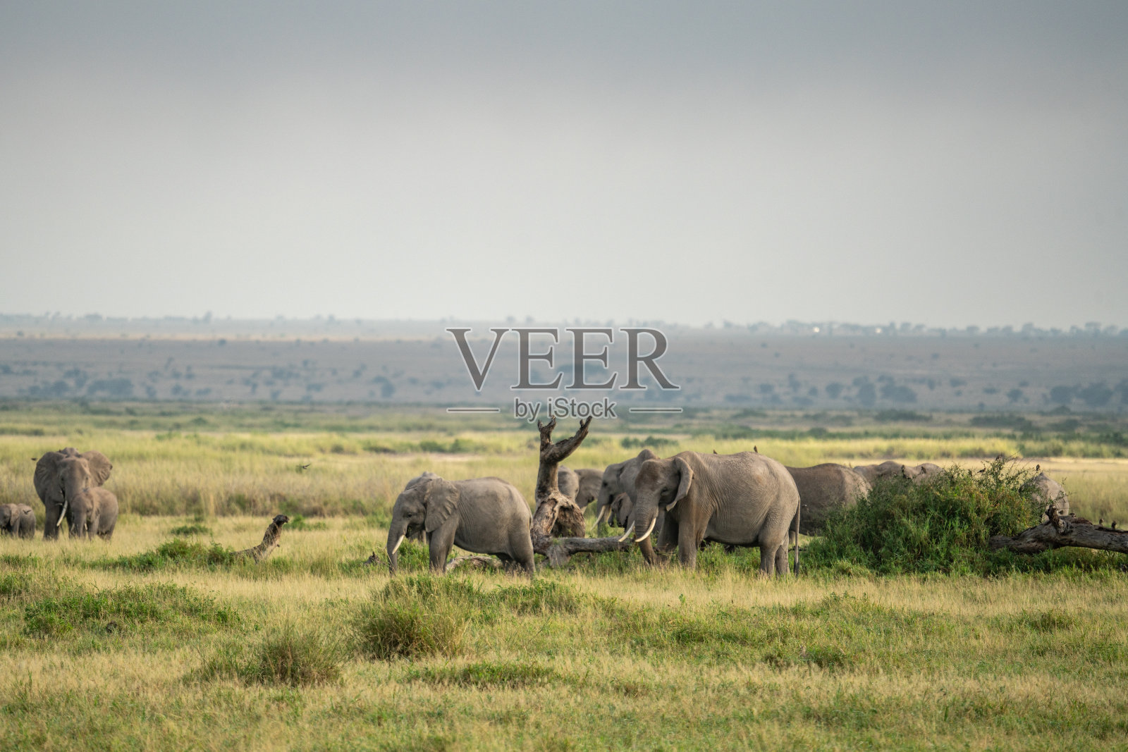 安博塞利国家公园野生动物保护区的大象照片摄影图片