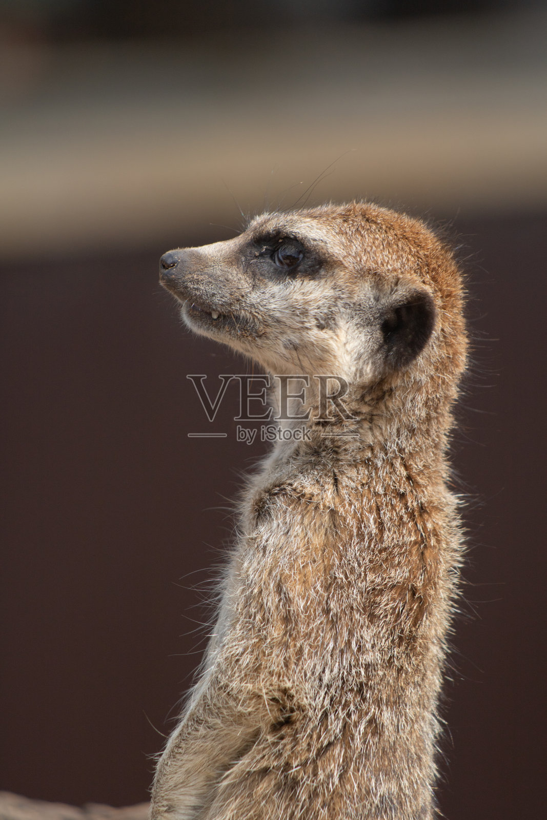 猫鼬看着相机的肖像照片摄影图片