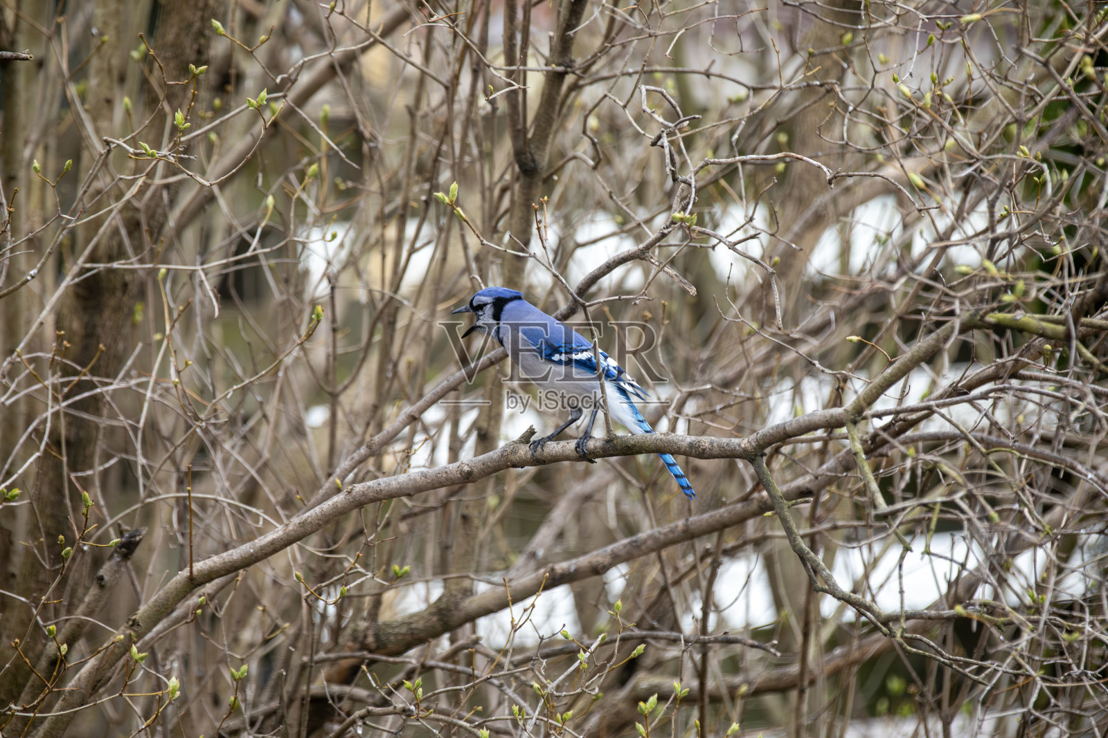 一只蓝松鸦在安大略省的灌木丛中歌唱。照片摄影图片