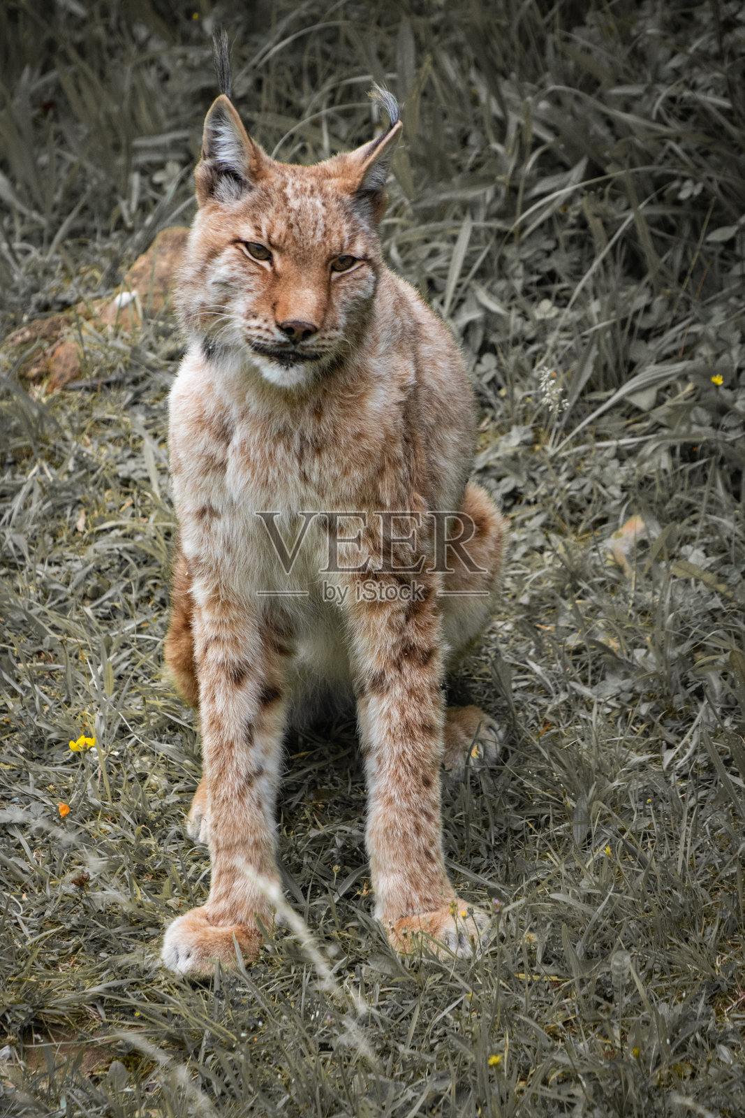 欧亚猞猁的肖像照片摄影图片