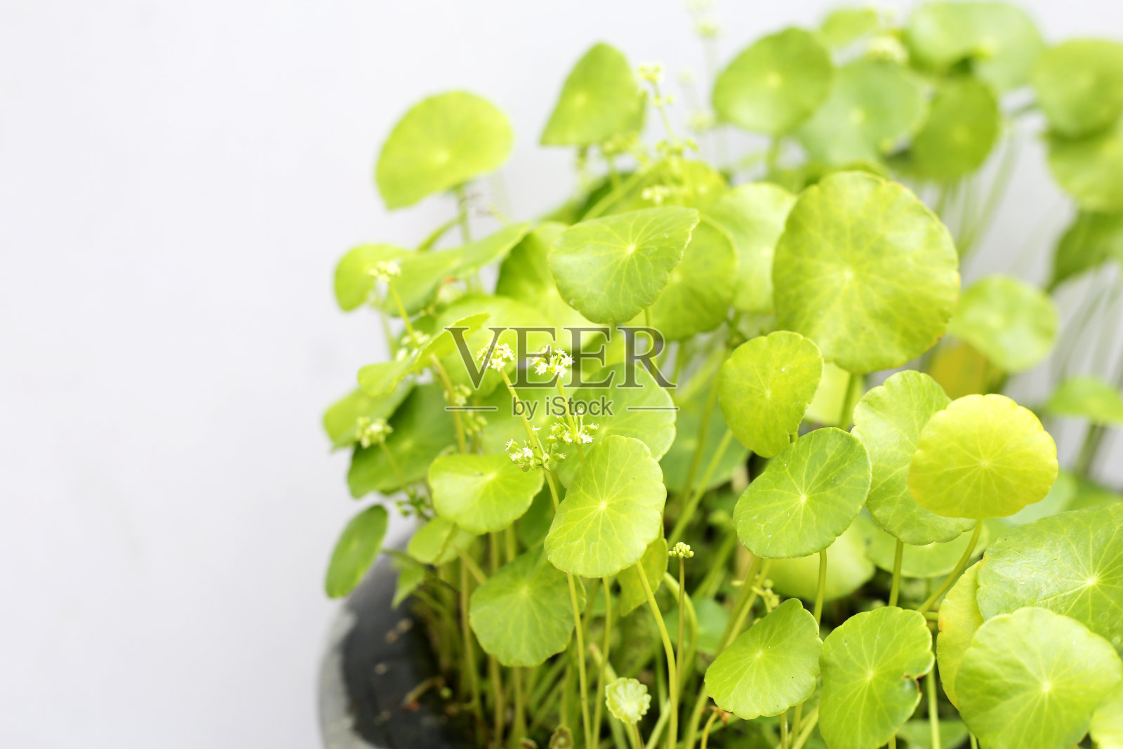 积雪草，草本植物的绿色叶子照片摄影图片