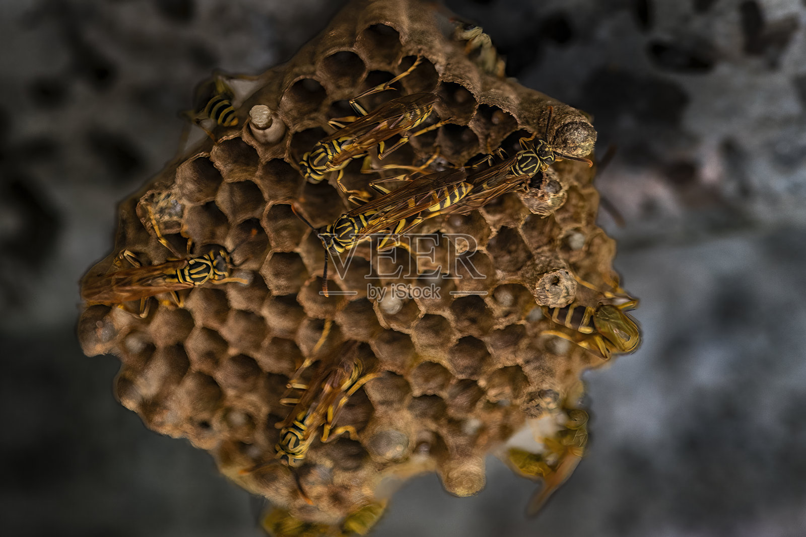 蜜蜂在工作:选择性地关注蜂巢中的蜂巢照片摄影图片