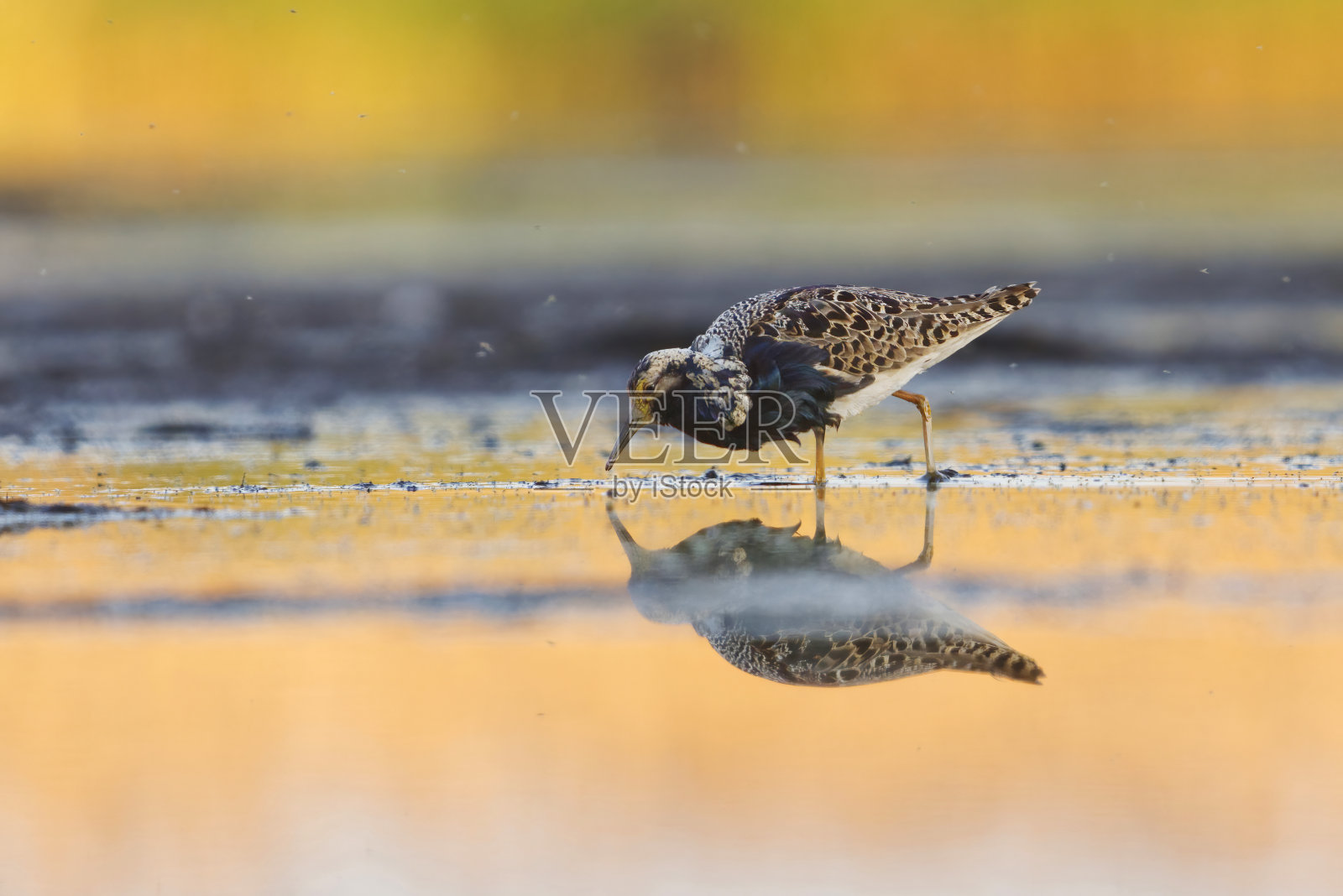 夏季湿地雄性鹿皮草(Calidris pugnax)的觅食。照片摄影图片