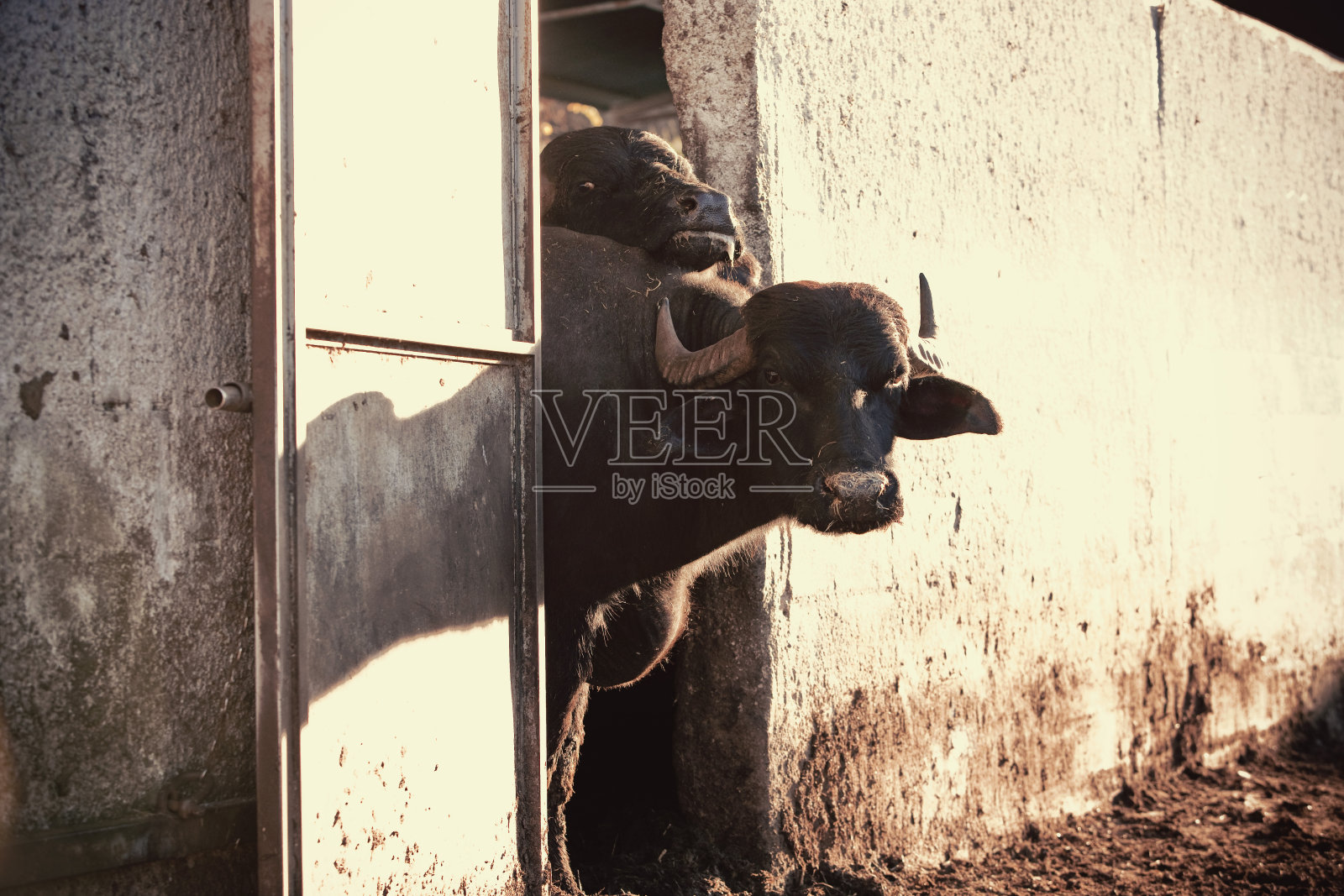 水牛照片摄影图片