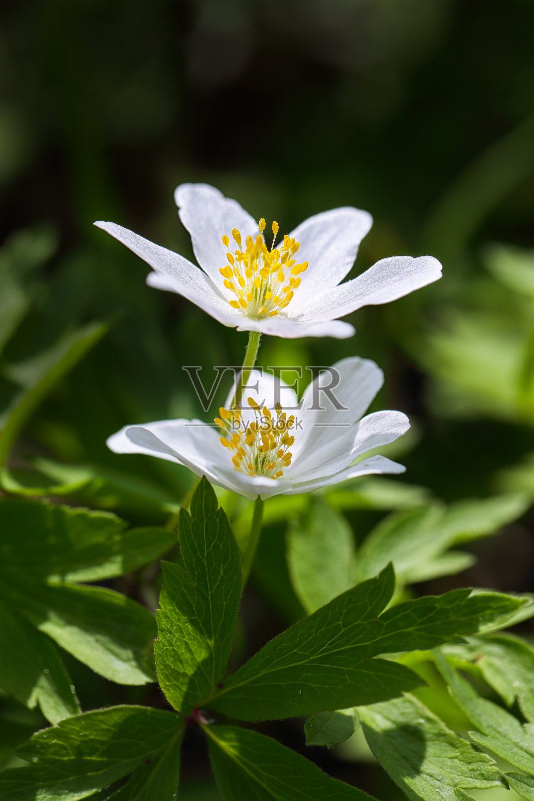 令人惊叹的白色海葵花背景。照片摄影图片