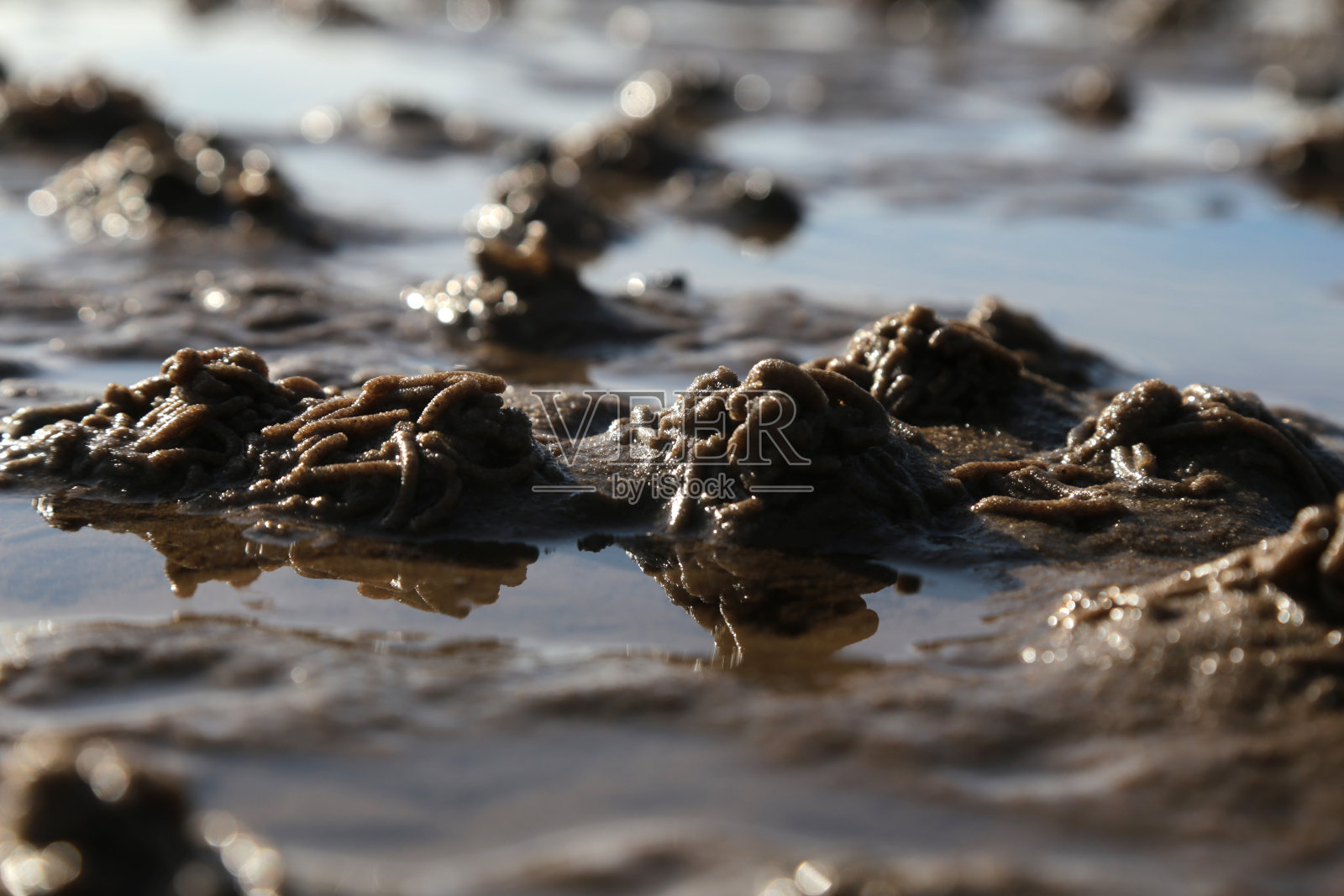 Sylt岛照片摄影图片