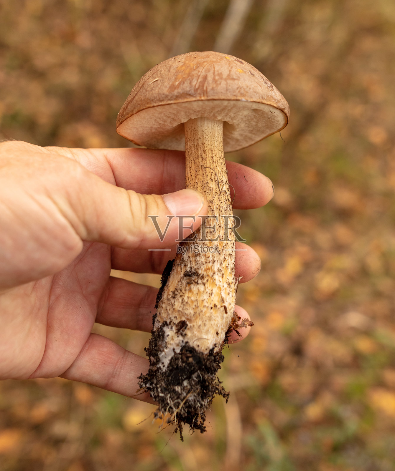 蘑菇菌在森林里的手照片摄影图片