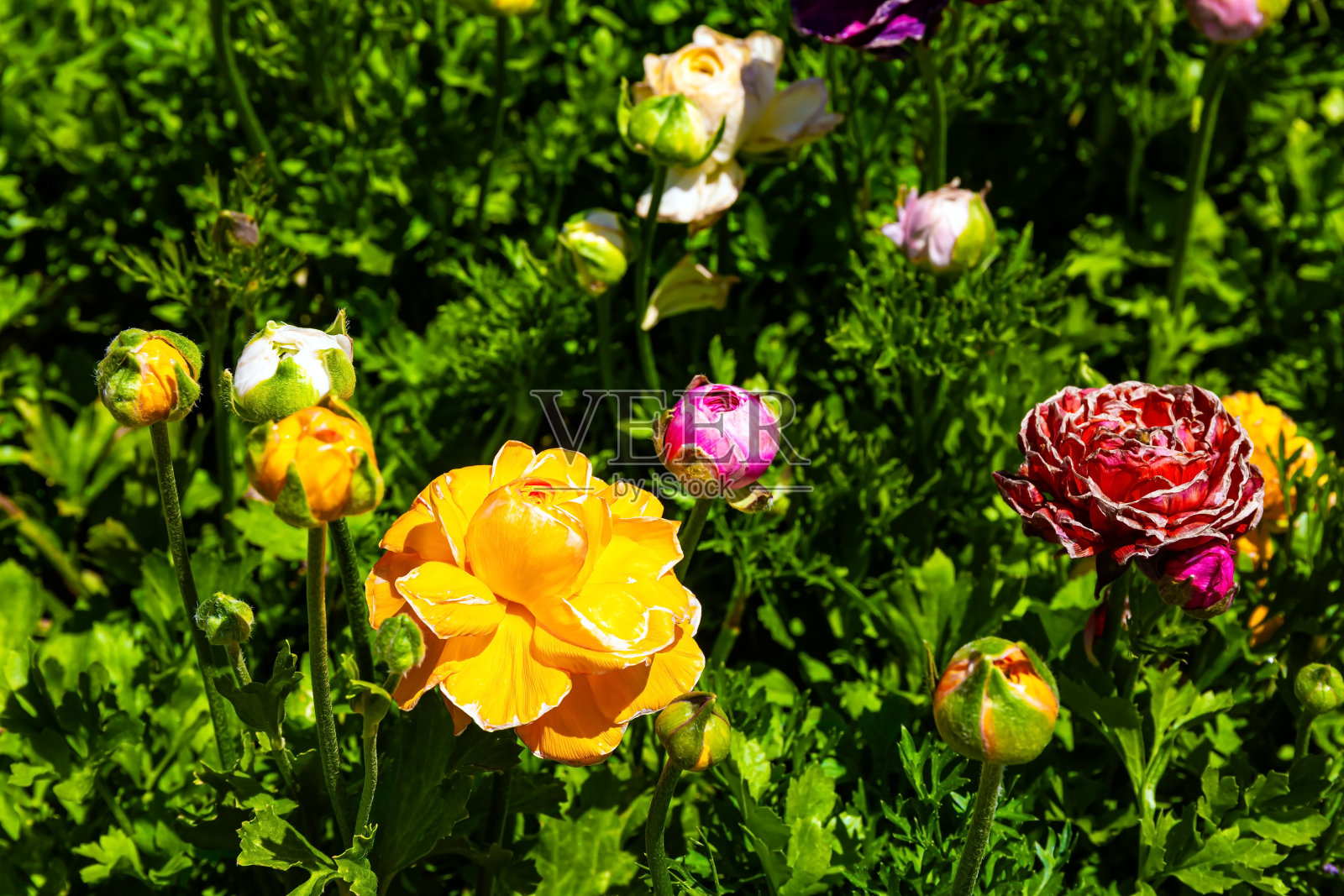 毛茛花照片摄影图片