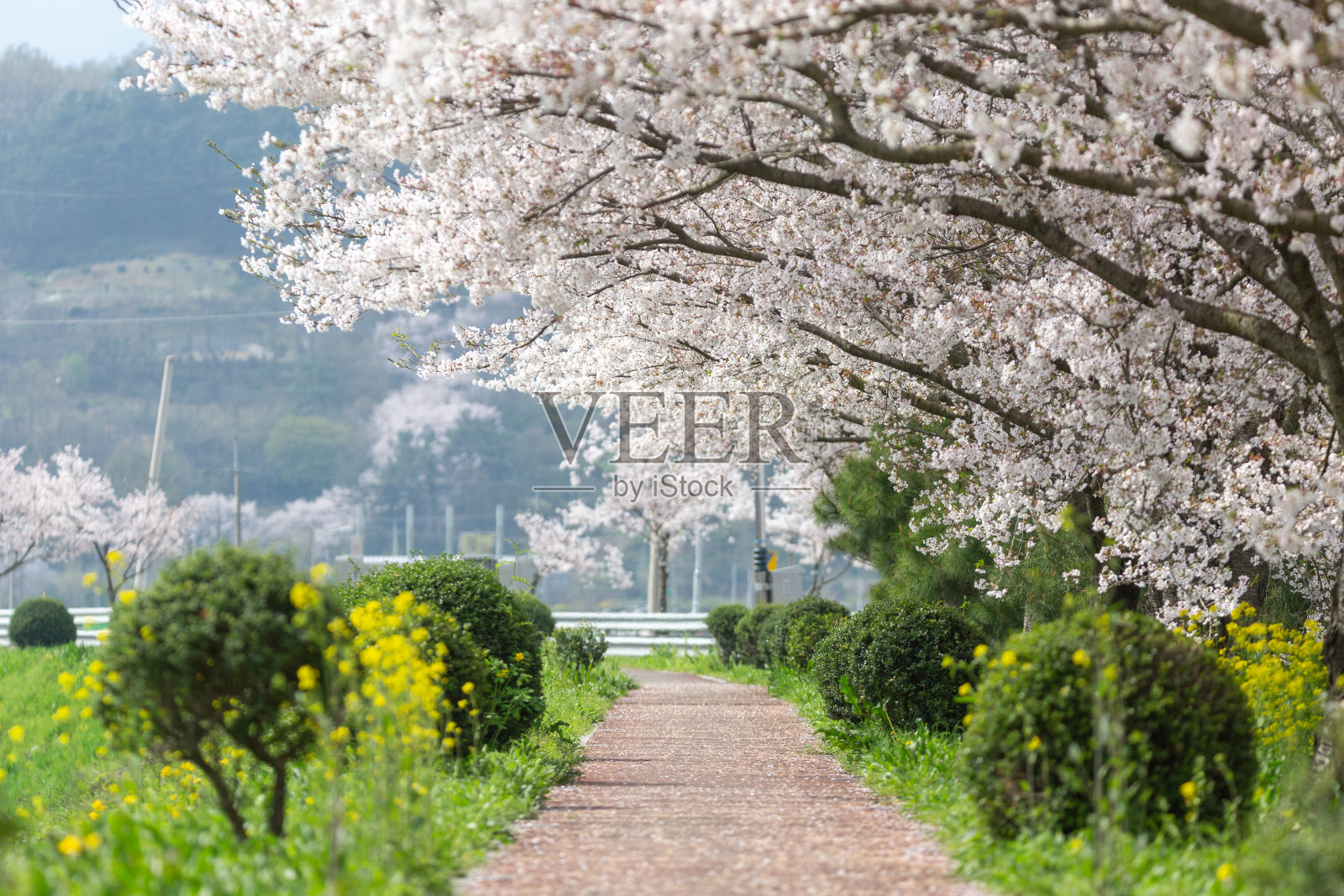 樱花盛开的春景照片摄影图片