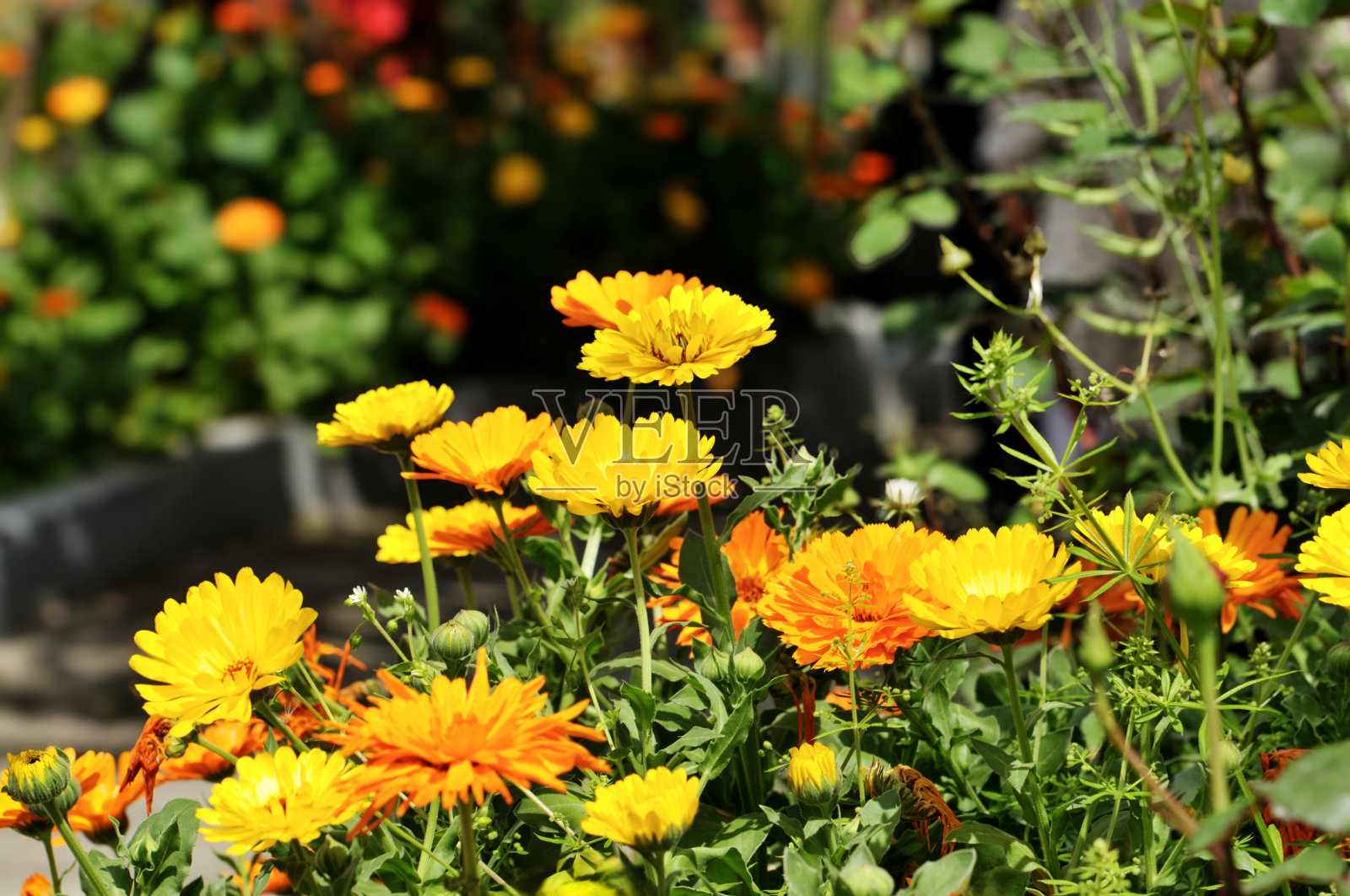 春天五颜六色的菊花照片摄影图片