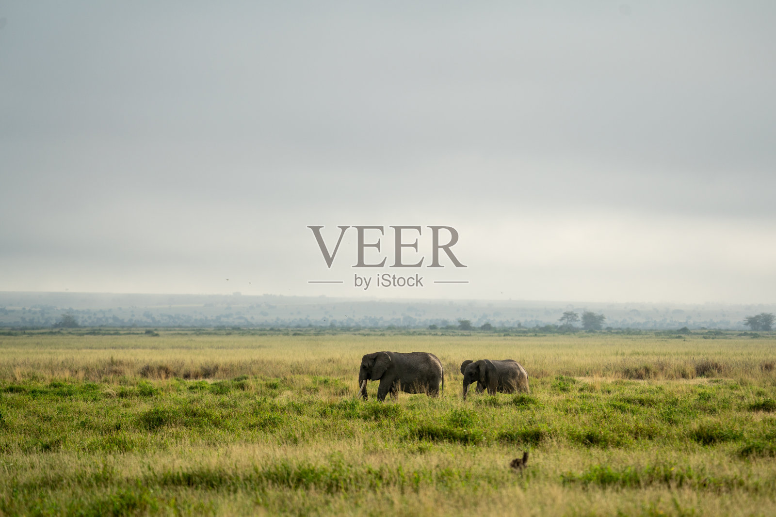 安博塞利国家公园野生动物保护区的大象照片摄影图片