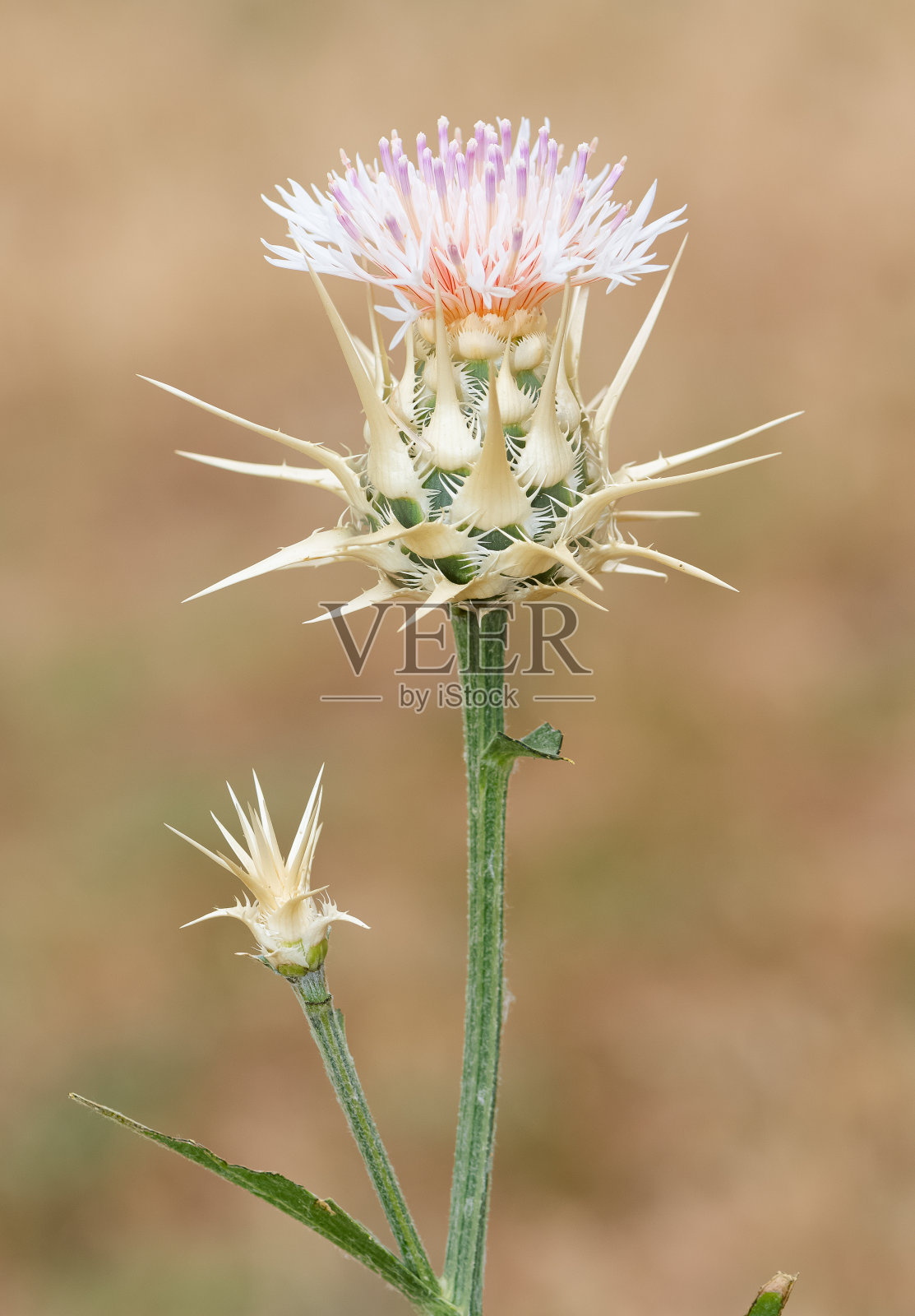 天然植物。自然界中自发生长的刺的照片。照片摄影图片