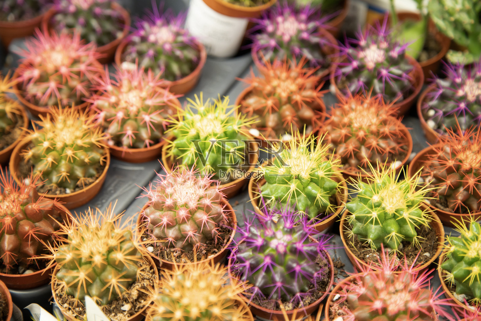 绿色园艺业务为室内植物市场。小盆里的小仙人掌。照片摄影图片