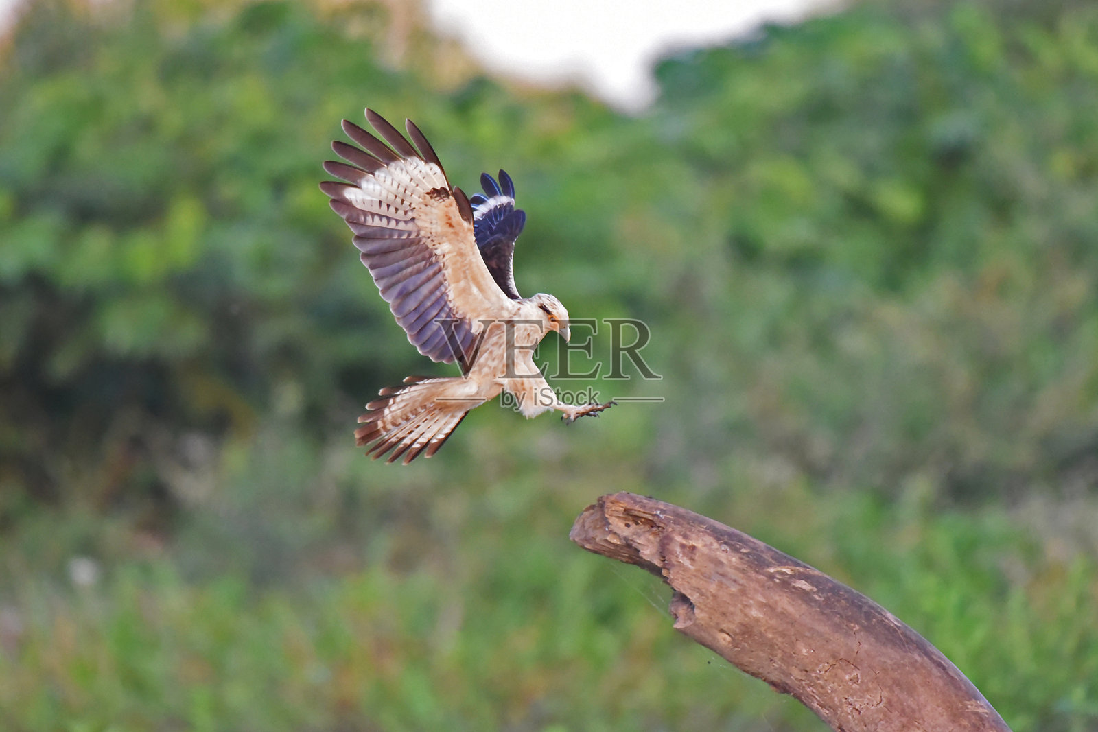 哥斯达黎加的鸟类:即将着陆的黄头卡拉鸟(Milvago chimachima照片摄影图片