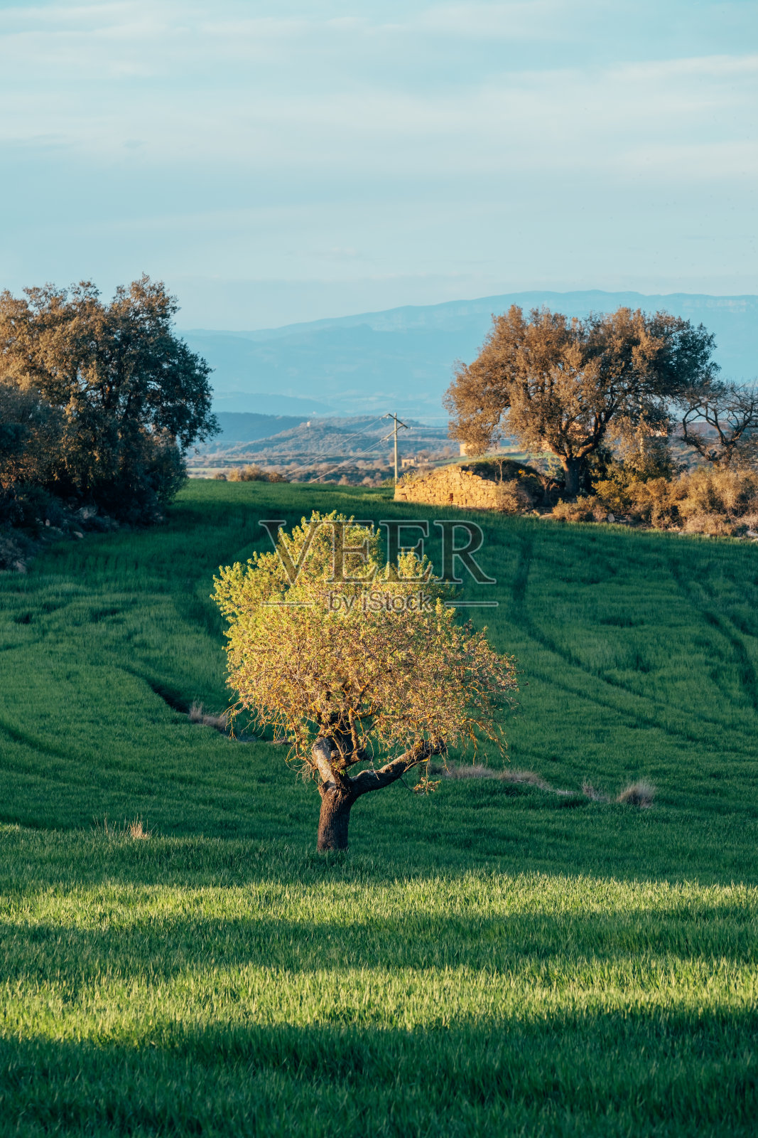 秋天夕阳下的绿色田野上长着黄叶的树木。照片摄影图片