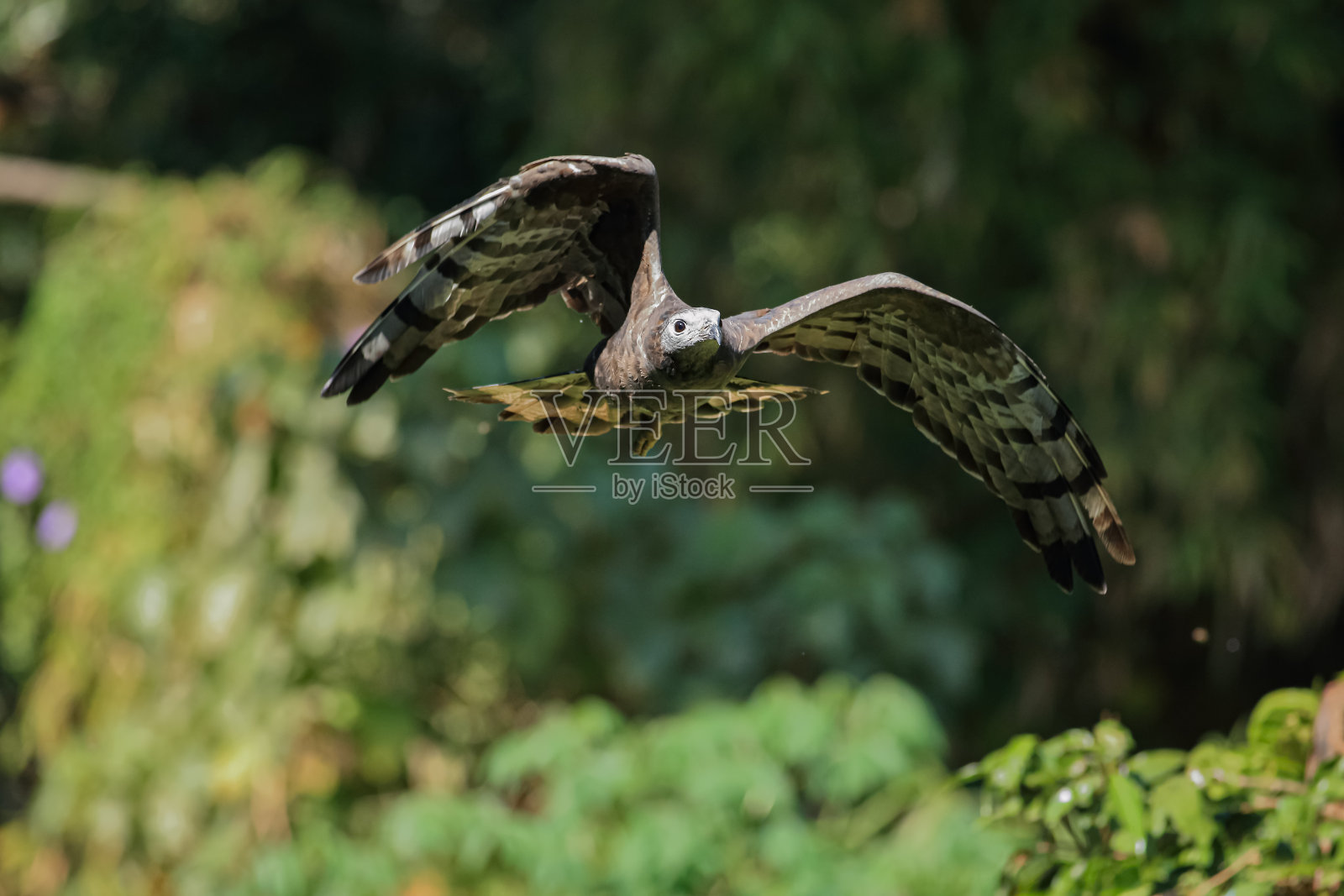 蜂蜜的秃鹰照片摄影图片