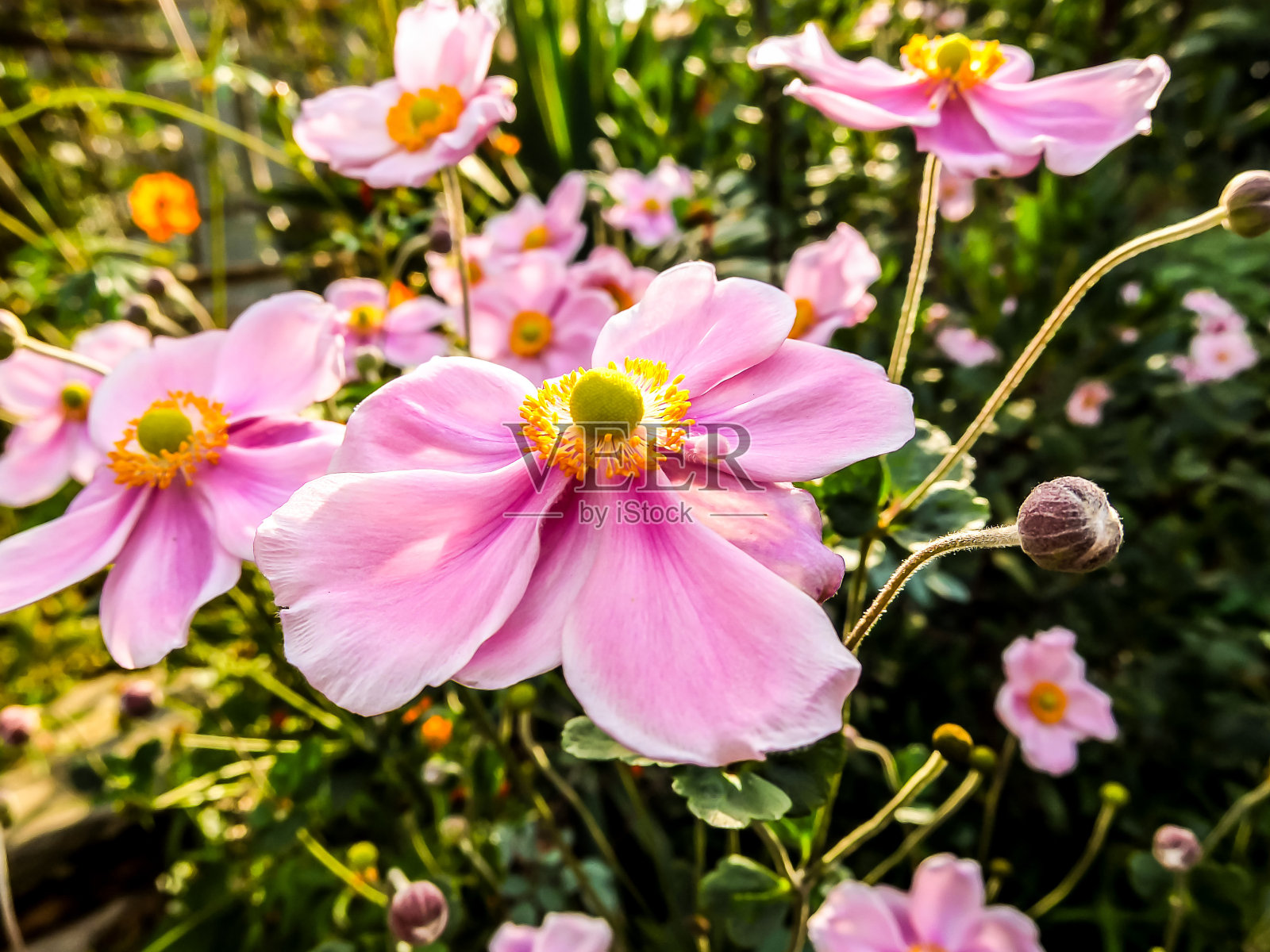 盛开的花朵背景照片摄影图片