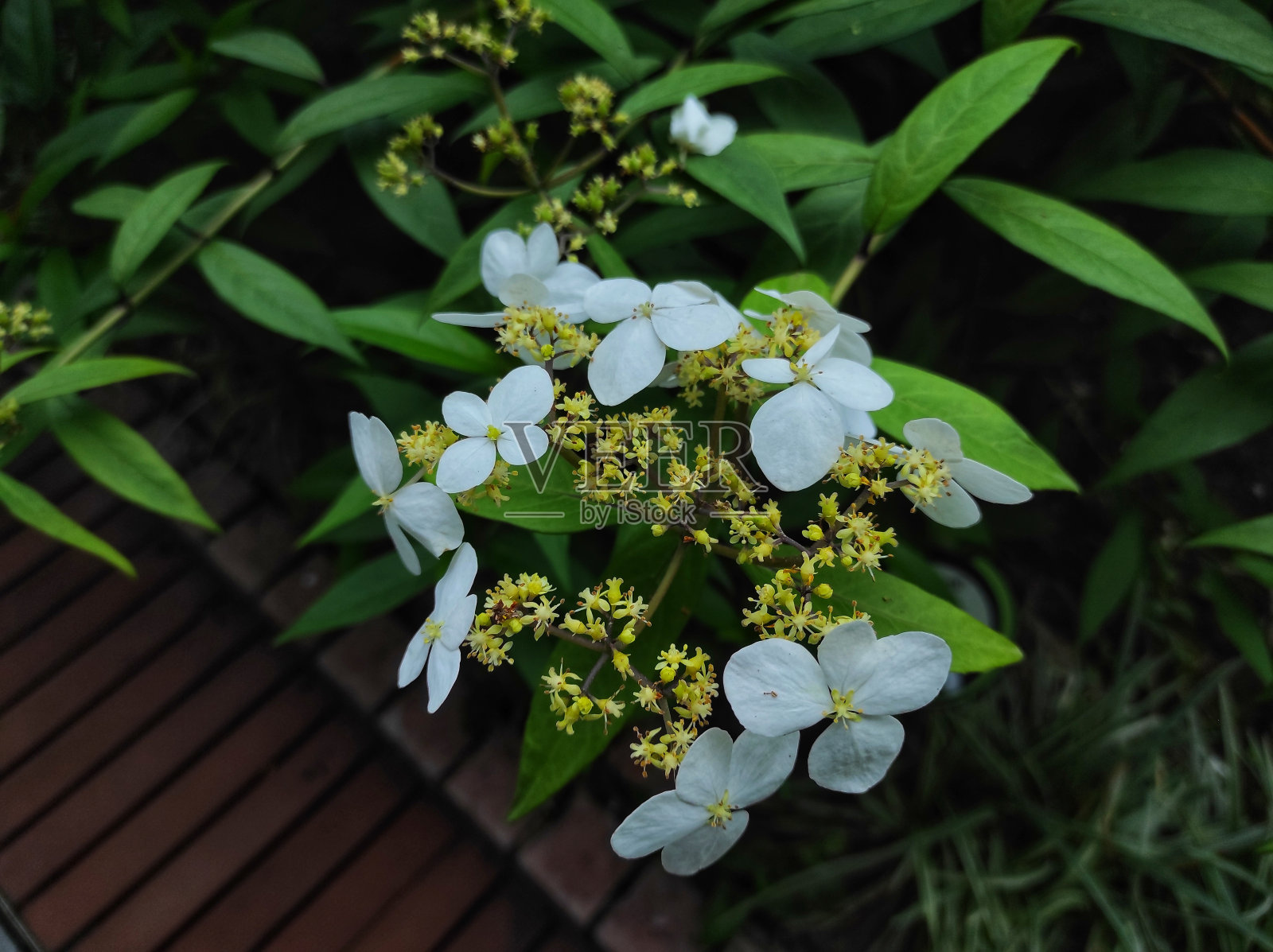 中国绣球花或绣球花照片摄影图片
