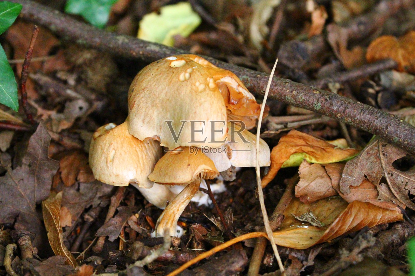 蘑菇照片摄影图片