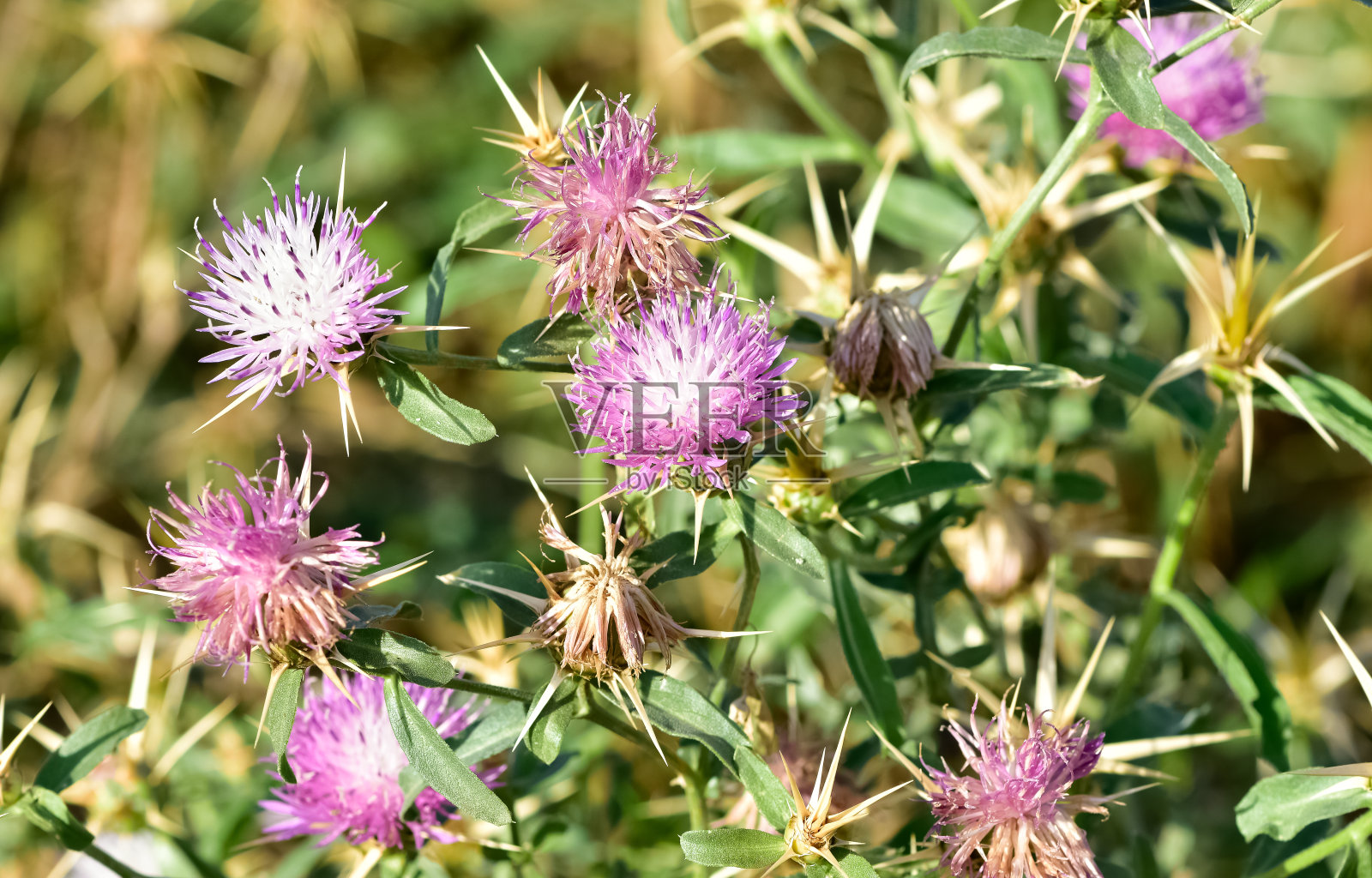 天然荆棘和华丽的荆棘照片照片摄影图片