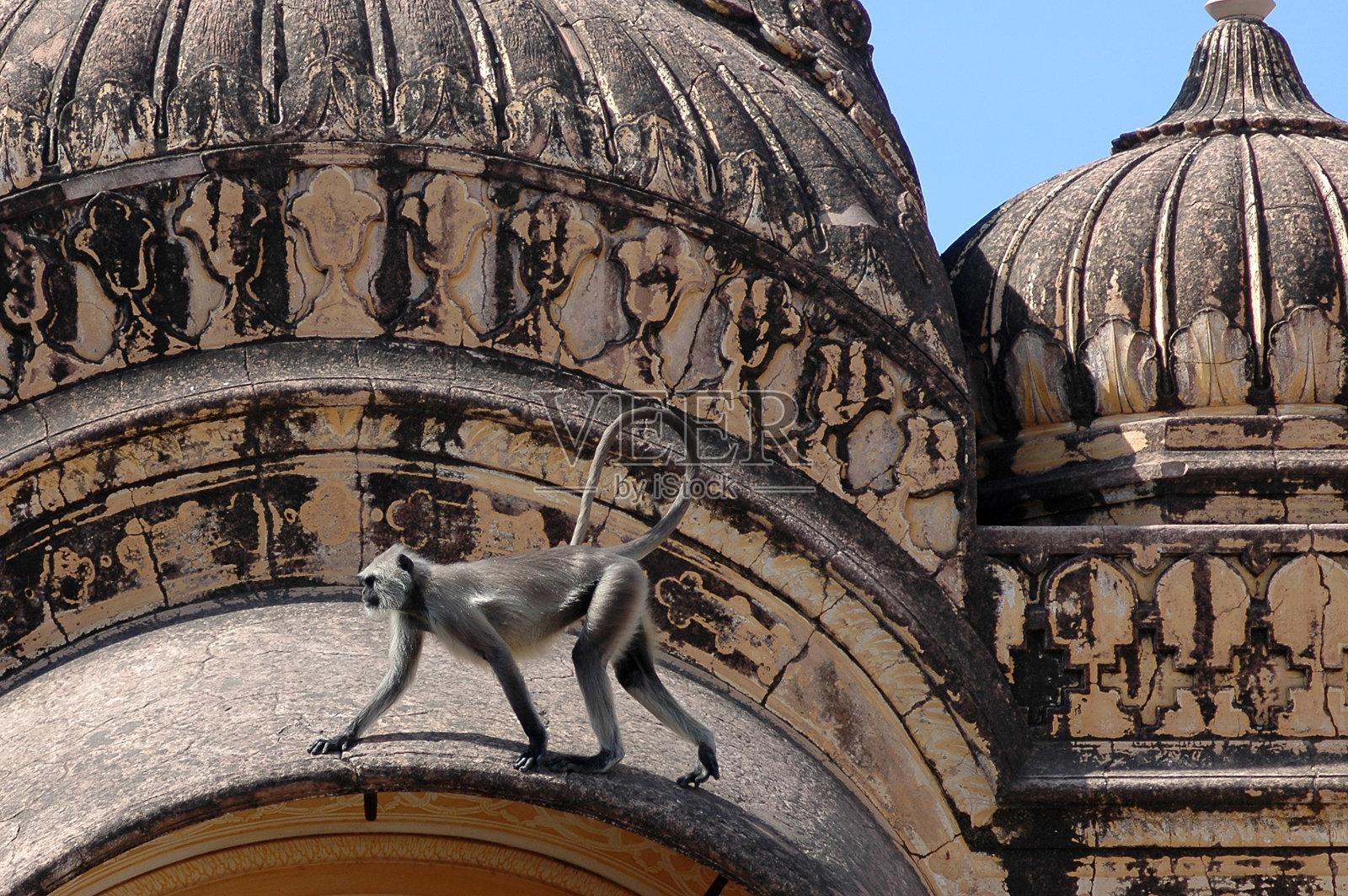 叶猴站在印度斋浦尔一座古老堡垒的圆顶之间照片摄影图片