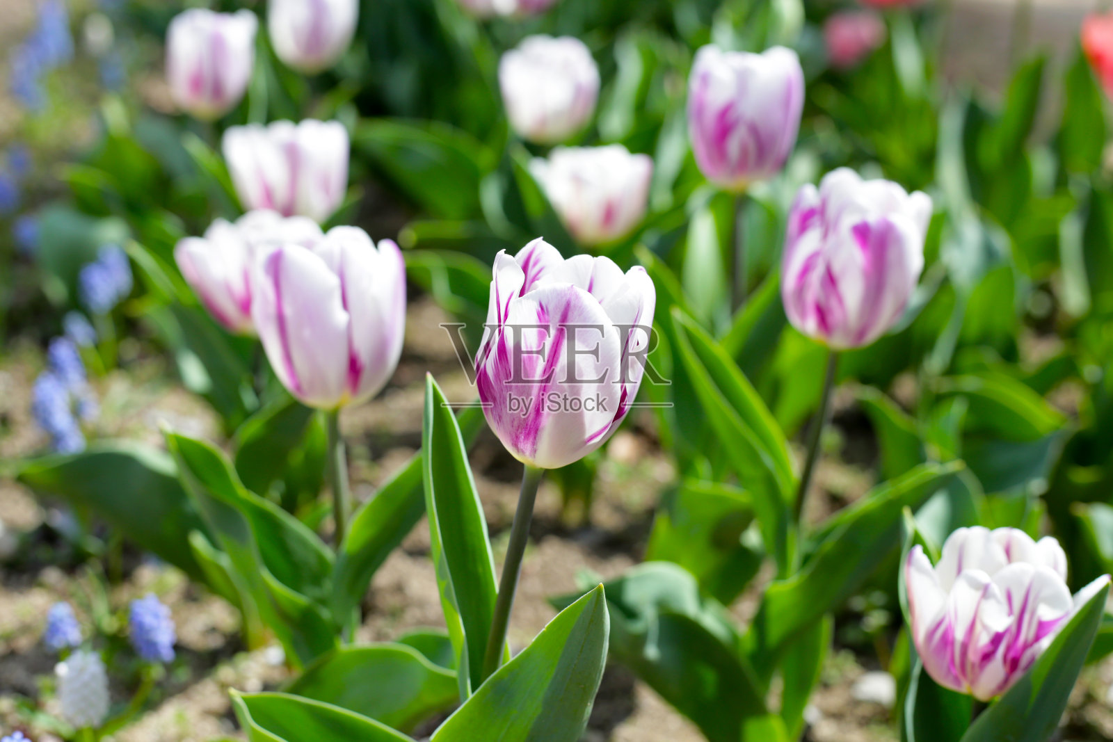 美丽的郁金香花园。70年世博会纪念公园，大阪，日本照片摄影图片