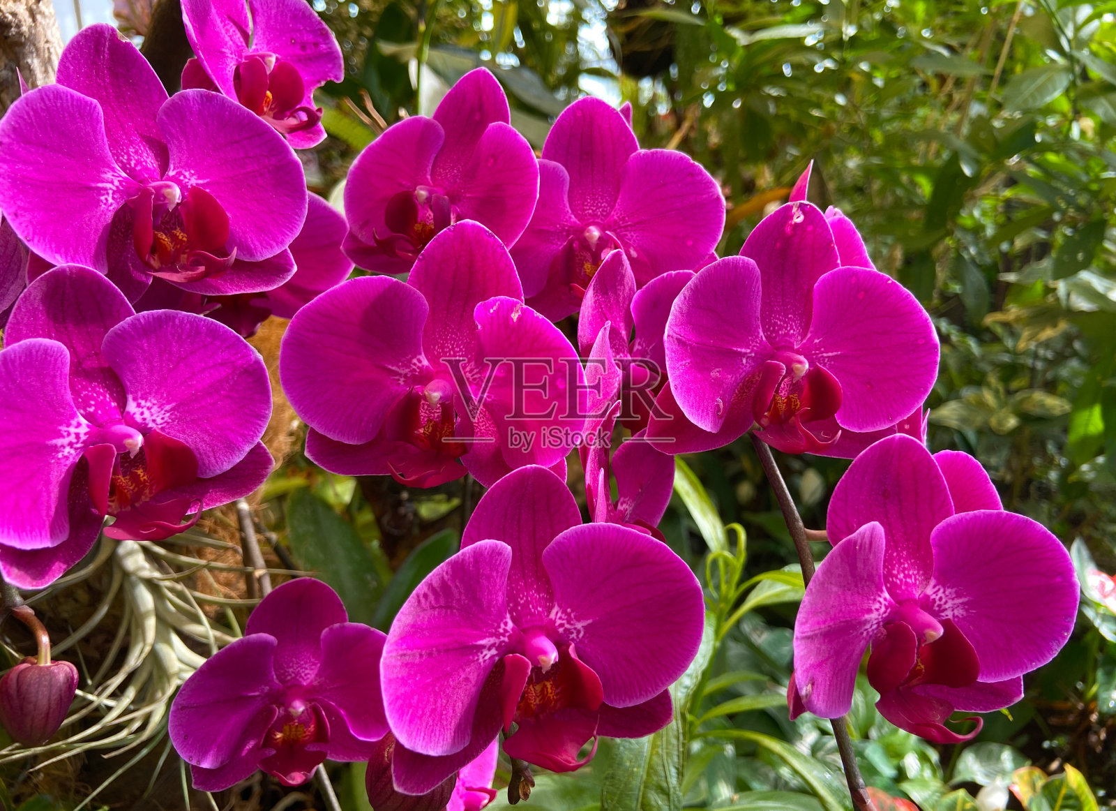 紫蛾兰花在花园在模糊的绿色背景。学名蝴蝶兰，科名兰科。照片摄影图片