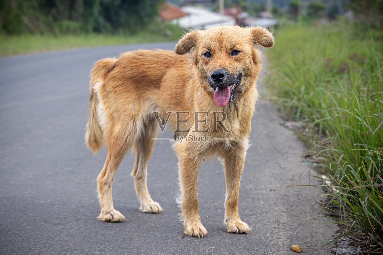 农场的狗站在路上照片摄影图片