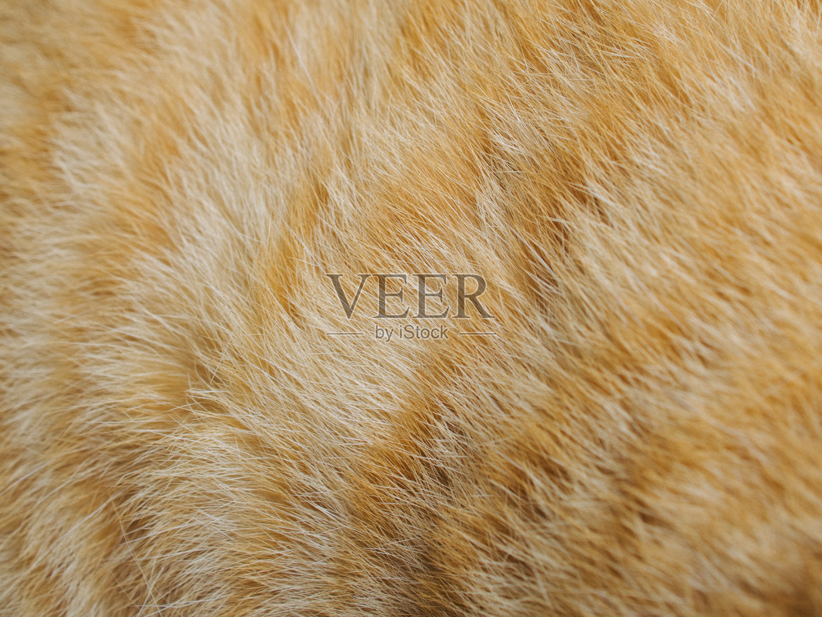 橙色猫毛照片摄影图片