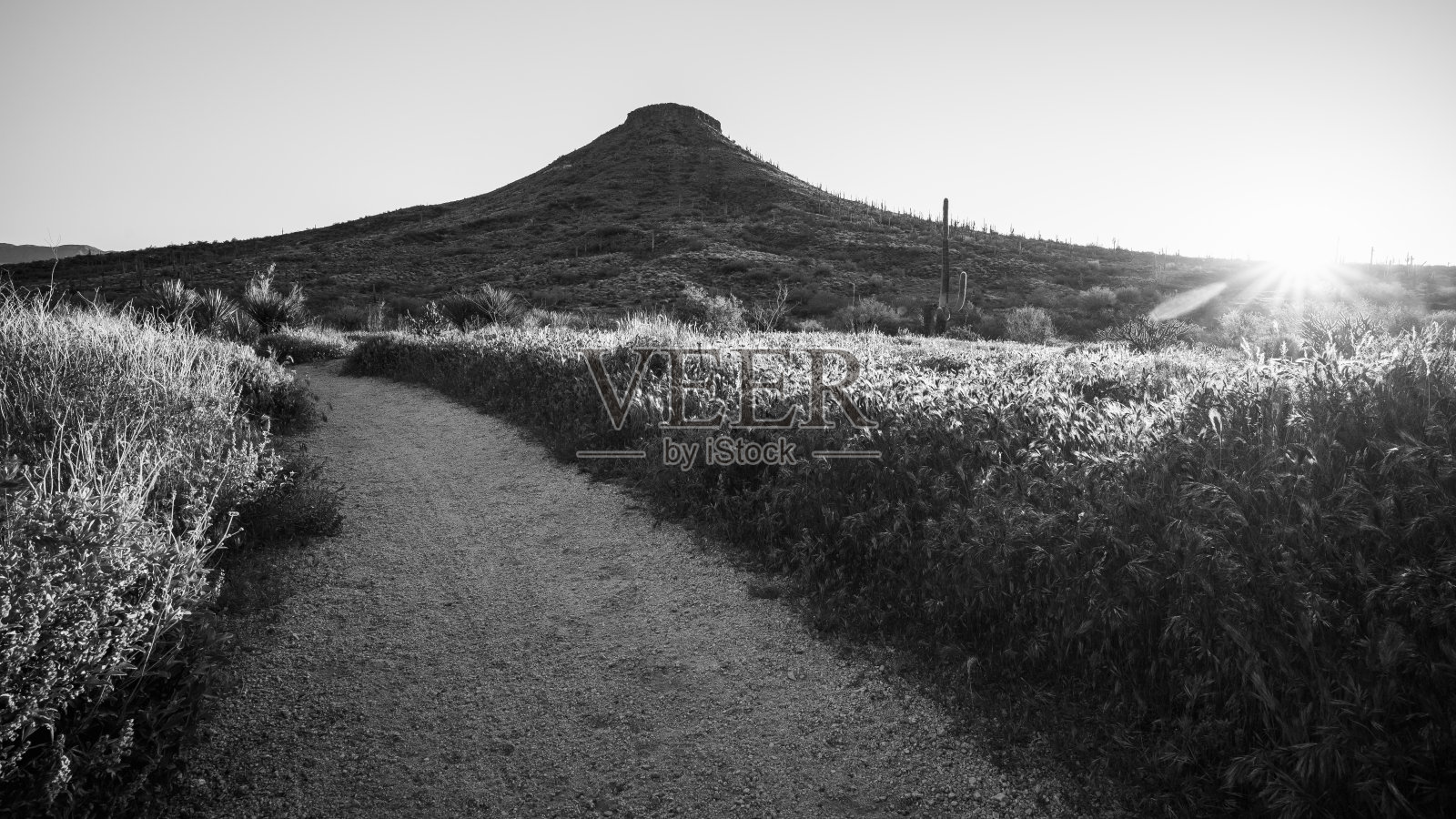 麦克道尔索诺兰保护区布朗山的日出照片摄影图片