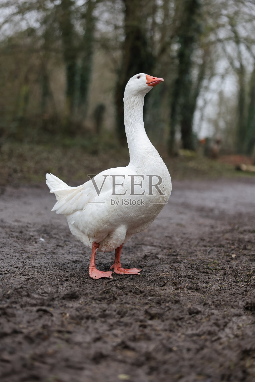 一只白鹅笔直地站在英国公园的人行道上照片摄影图片