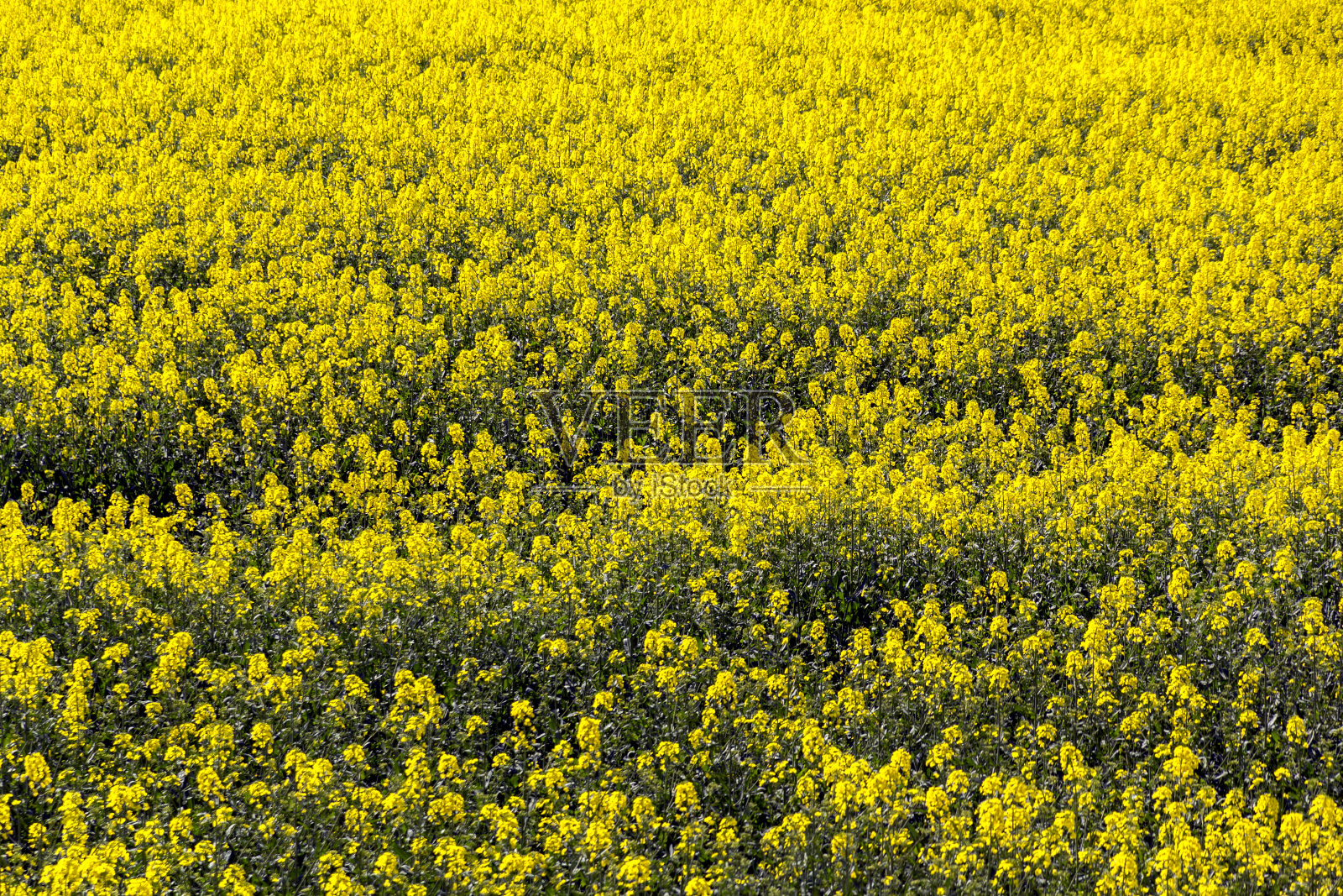 柴郡油菜田照片摄影图片