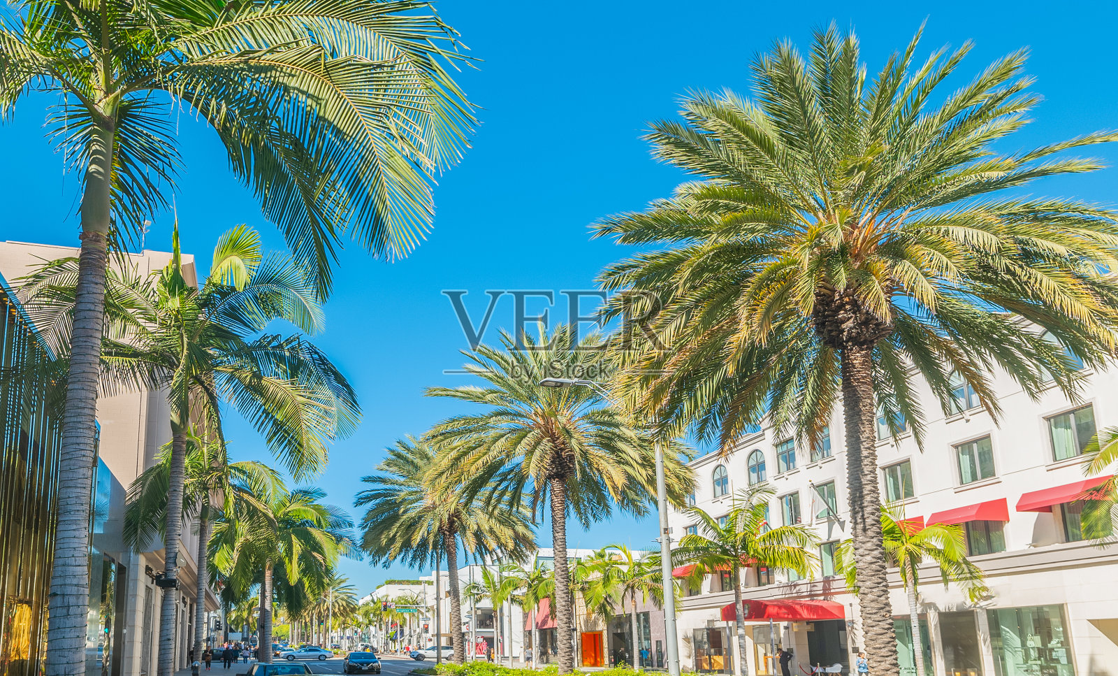 贝弗利山庄罗迪欧大道上的棕榈树照片摄影图片