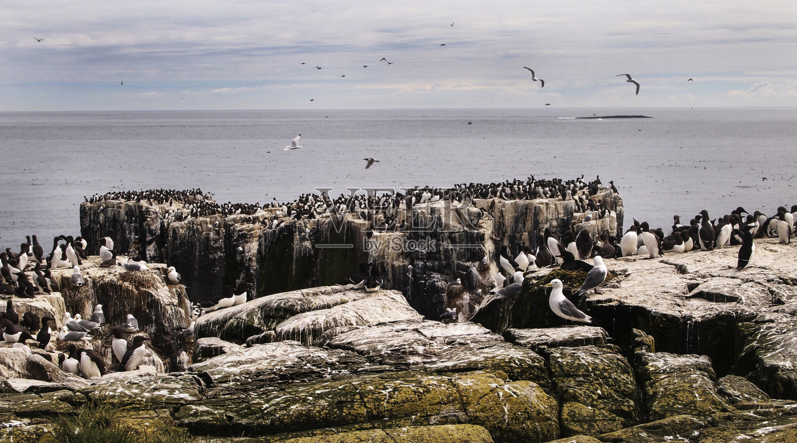 海鸠群，乌里亚平均1个。照片摄影图片