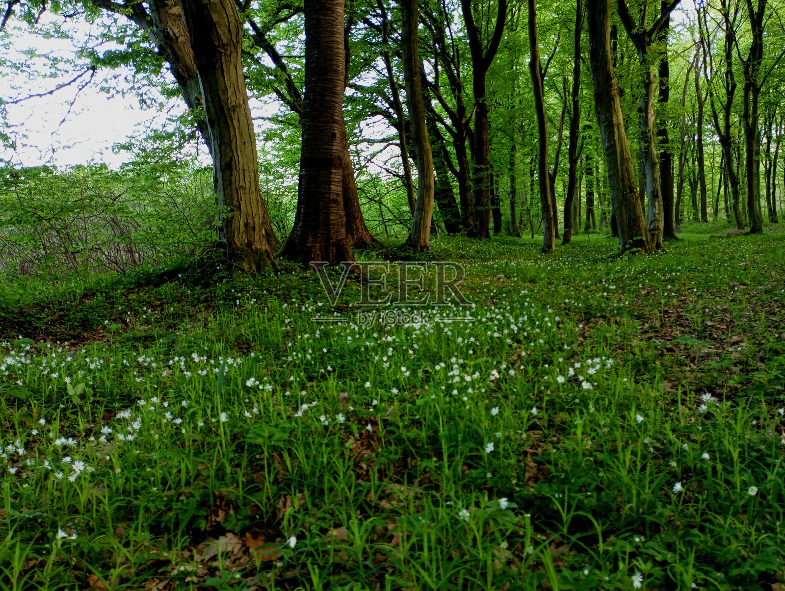 春天的森林里，海葵和其他报春花正在盛开。春天的绿林和大自然的觉醒。春林中雄伟的树木。照片摄影图片